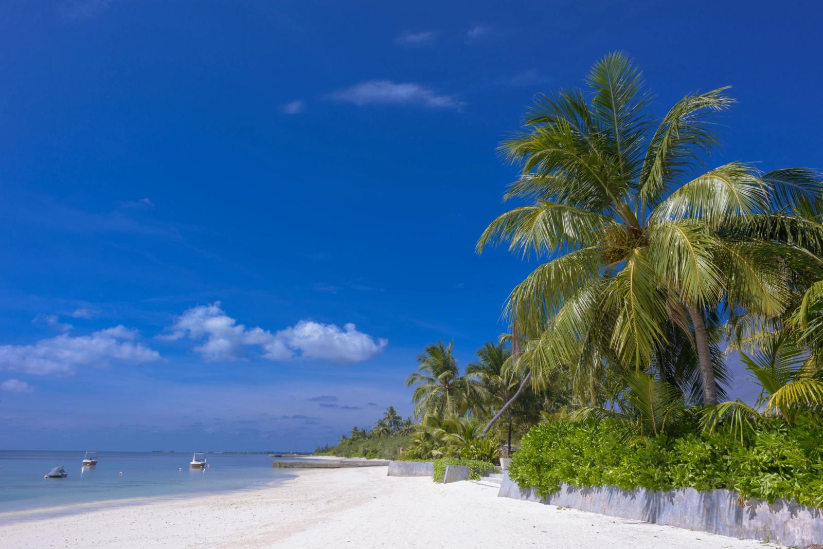 Relaxing tropical beach scene in Maldives with palm trees and clear blue skies