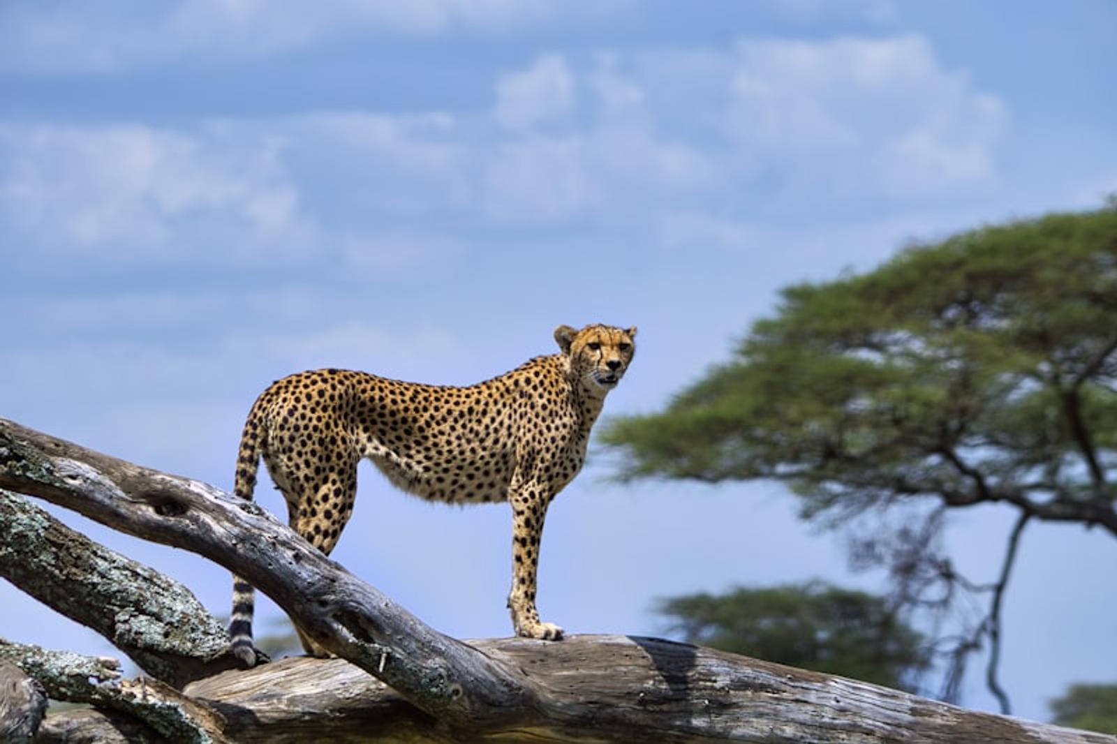 Ngorongoro Crater Tanzania