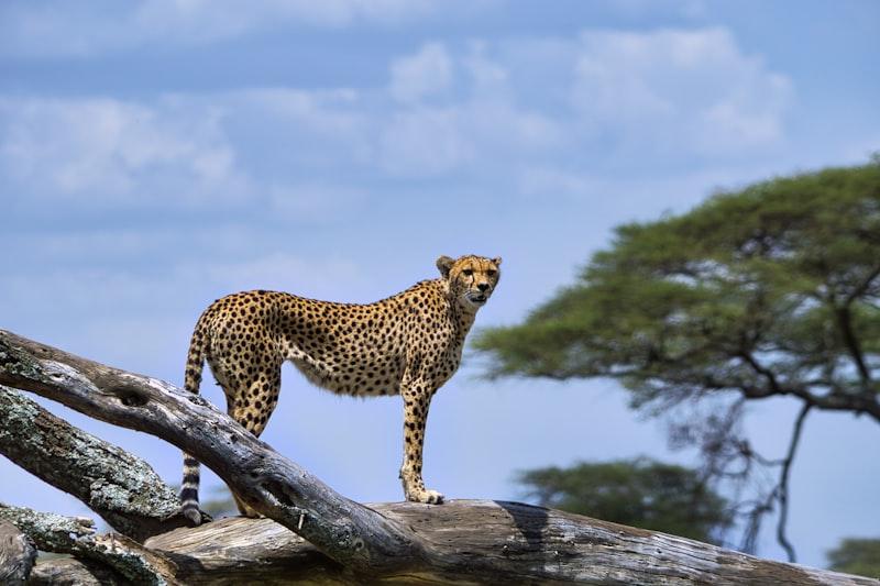 Ngorongoro Crater Tanzania