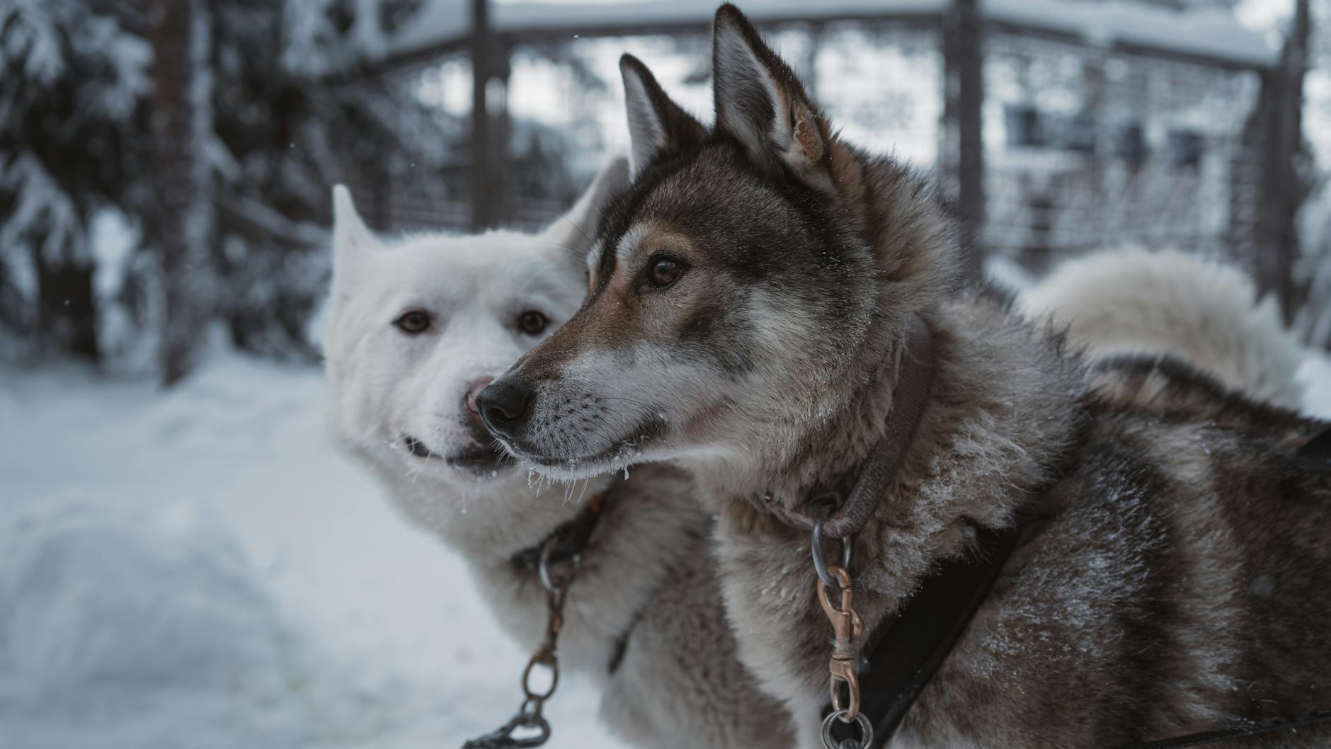 Husky Safari Rovaniemi, Finland