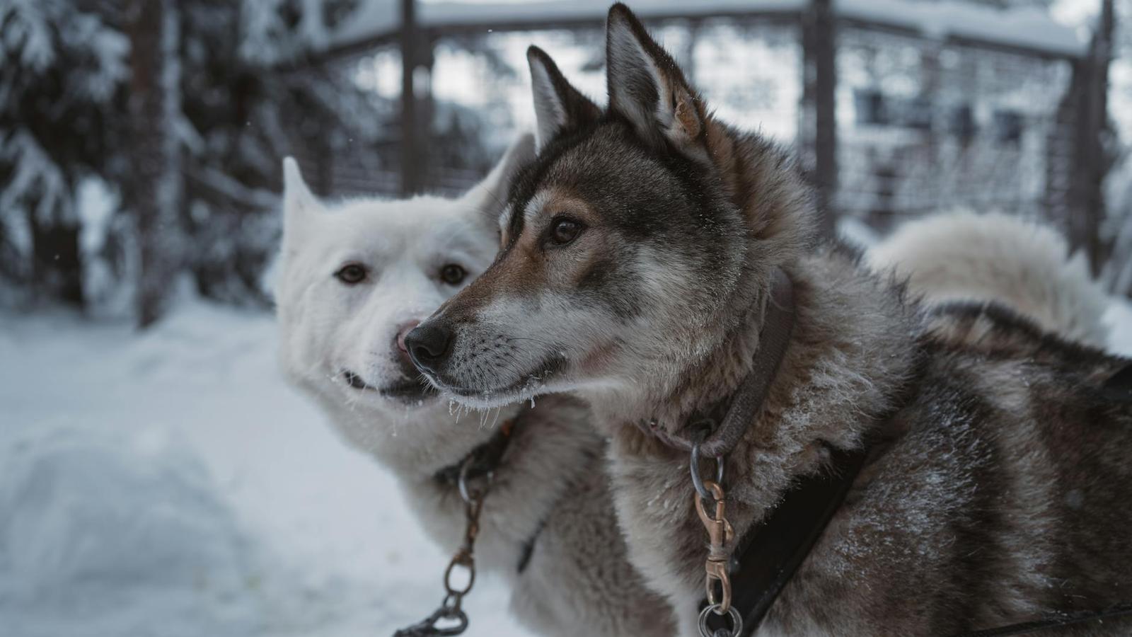Husky Safari Rovaniemi, Finland