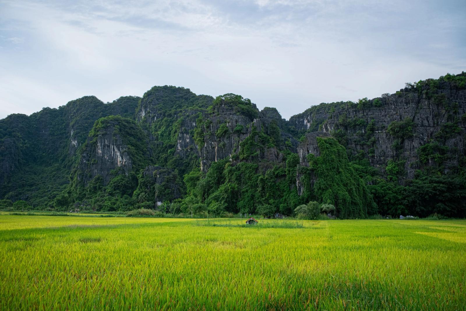 Scenic view of rice fields and limestone mountains in Hanoi, Vietnam
