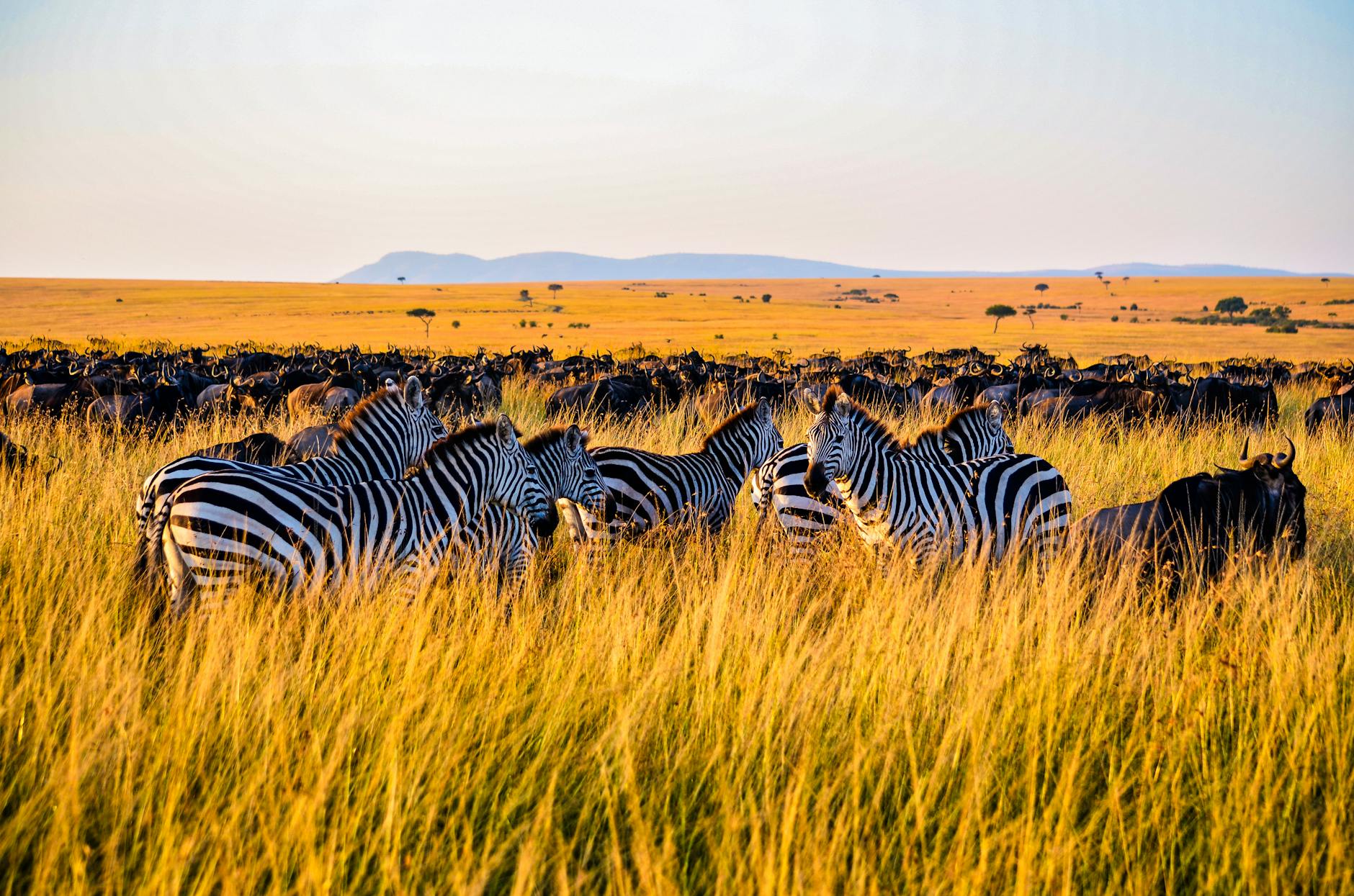 Serengeti, Kenya