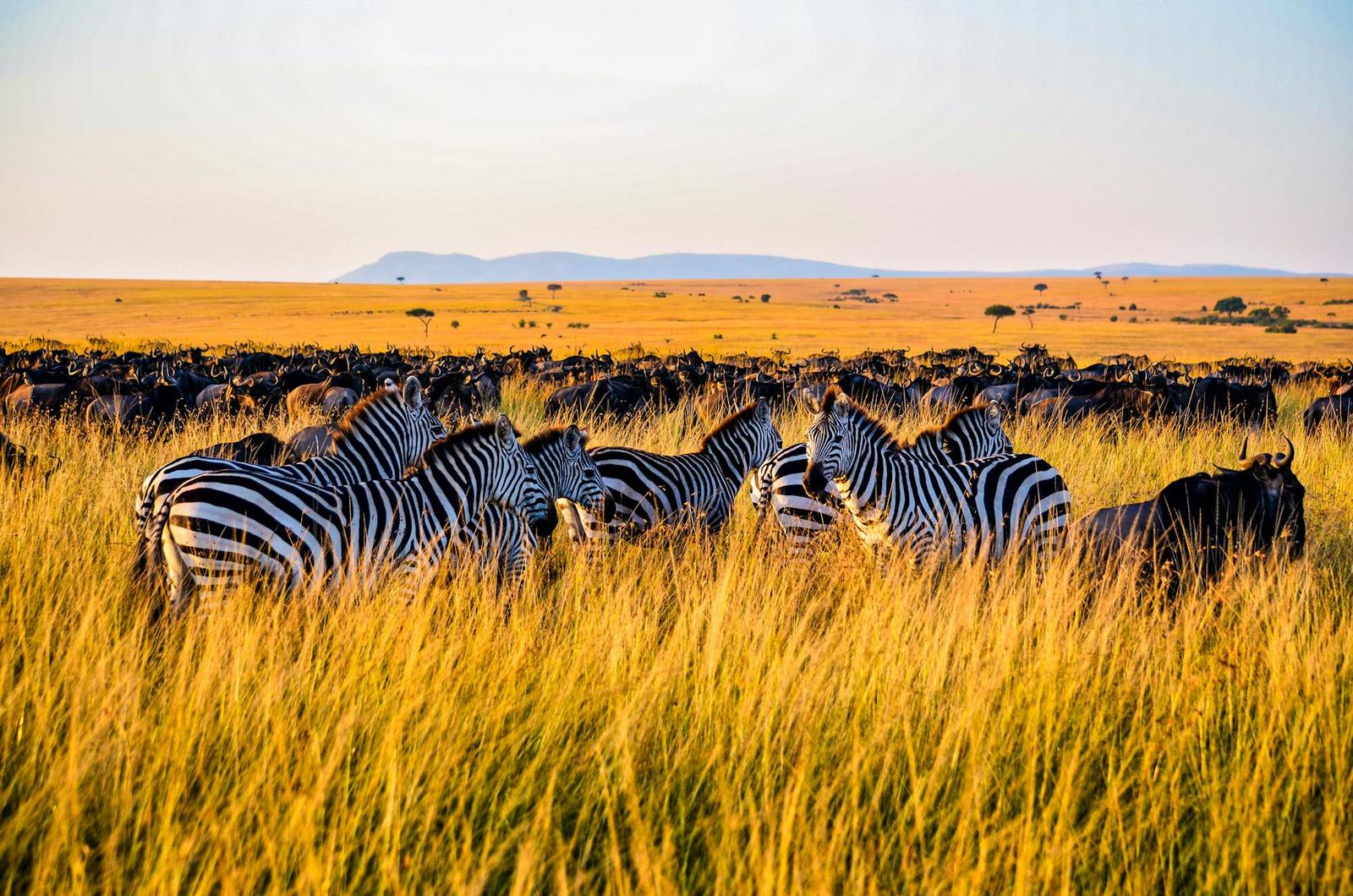 A herd of zebras and wildebeest grazing in Nakuru's vibrant grassland