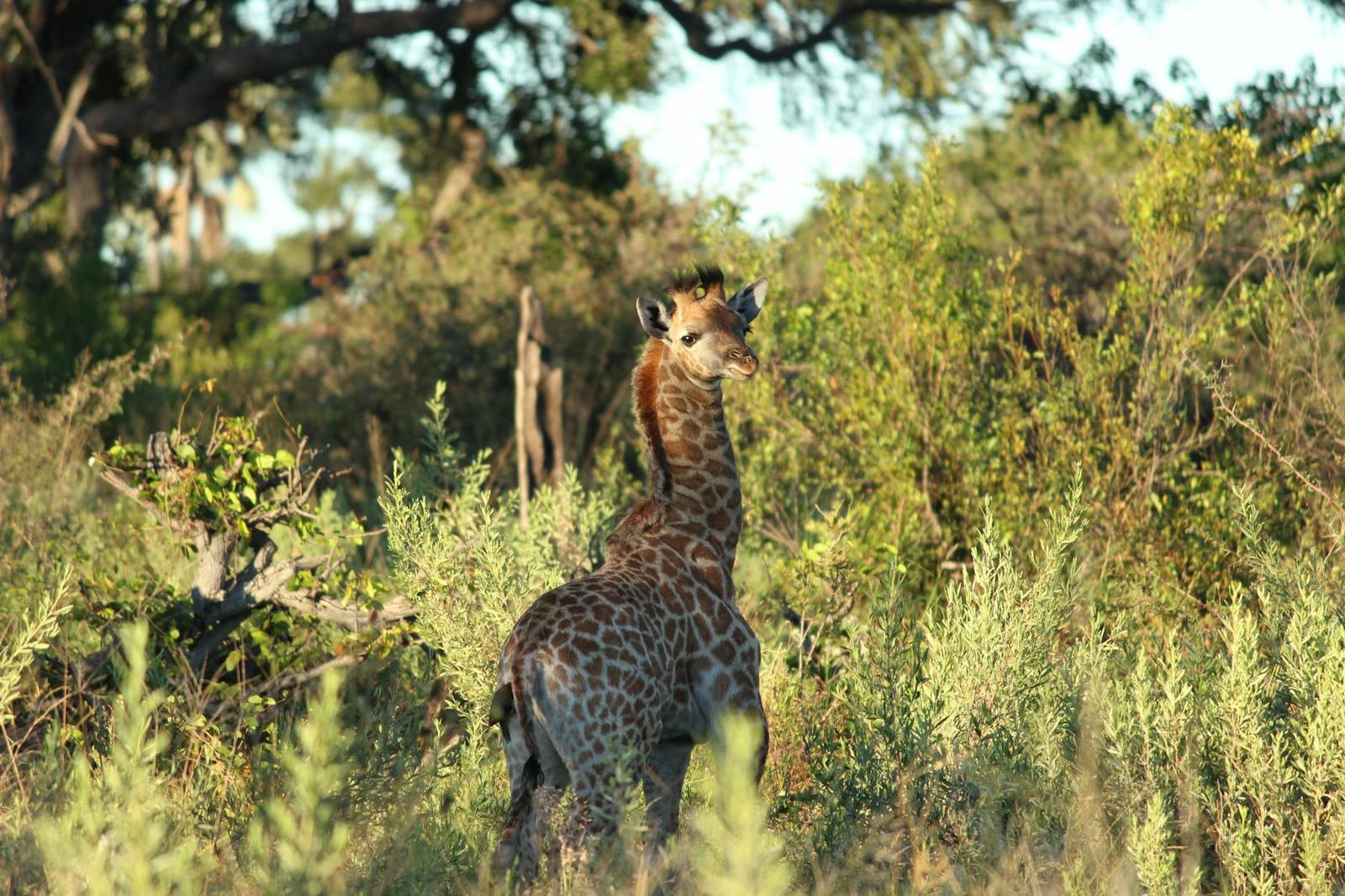 Poled silent through — Okavango Delta, Botswana