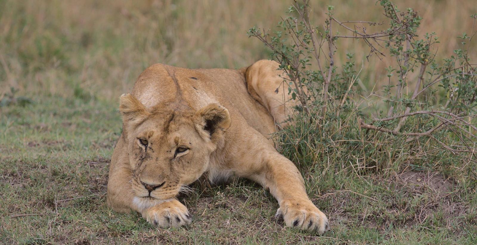 South again — Masai Mara, Kenya