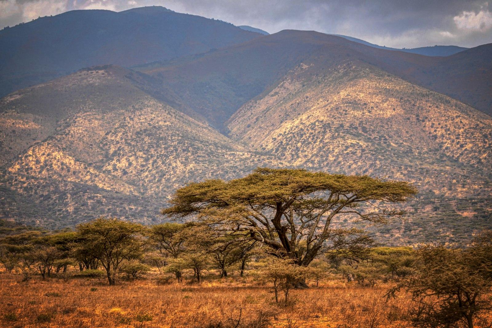 Serengeti lion sunrise Tanzania
