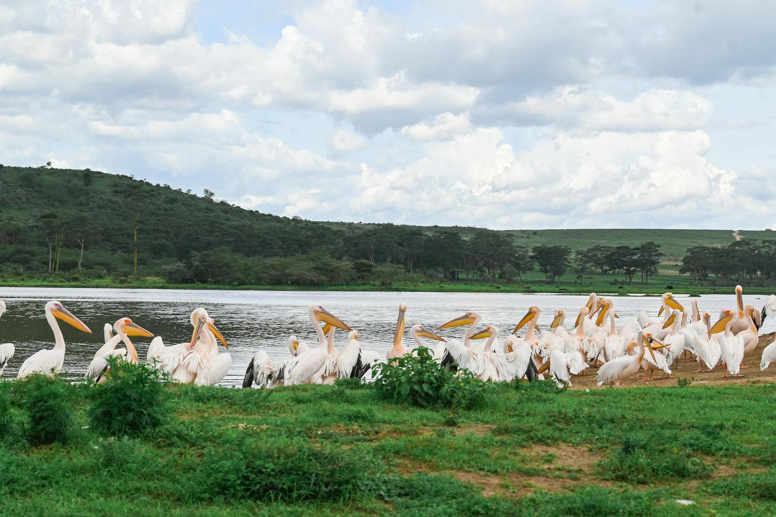 A flock of pelicans gathered on the shore of a still lake