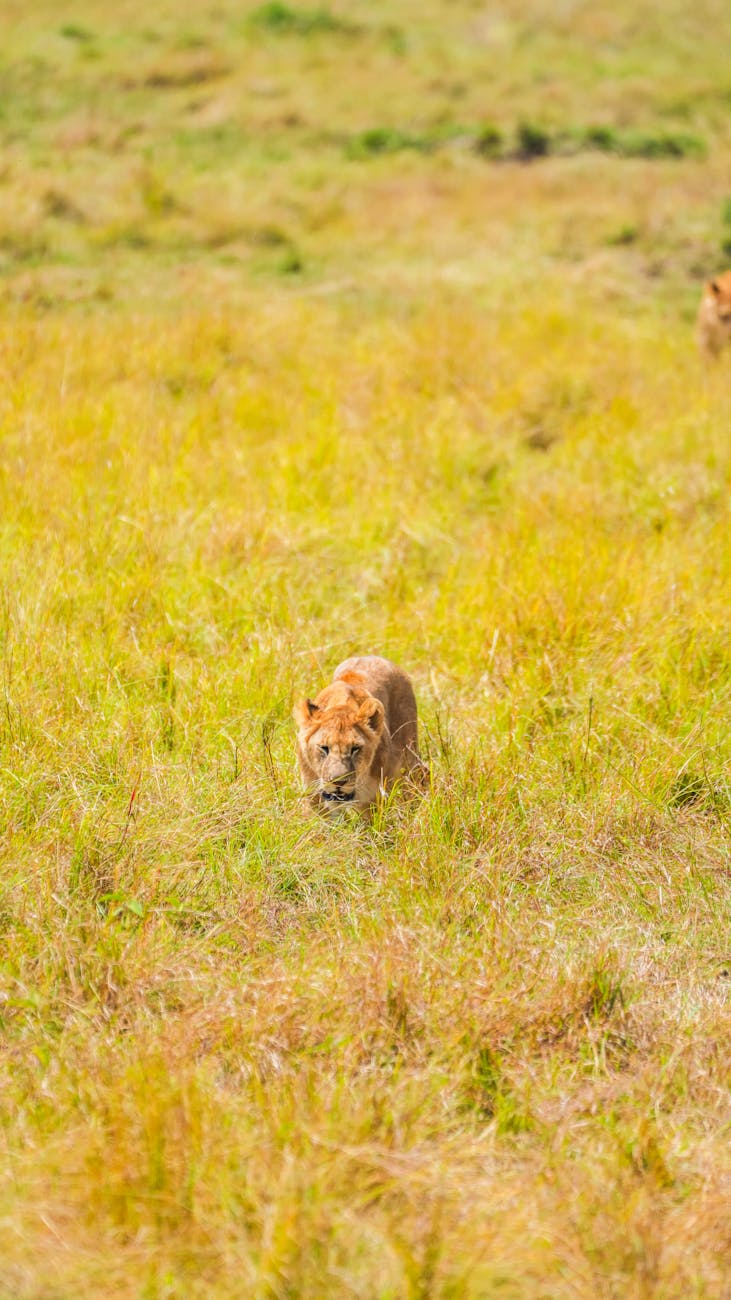 Masai Mara — Kenya