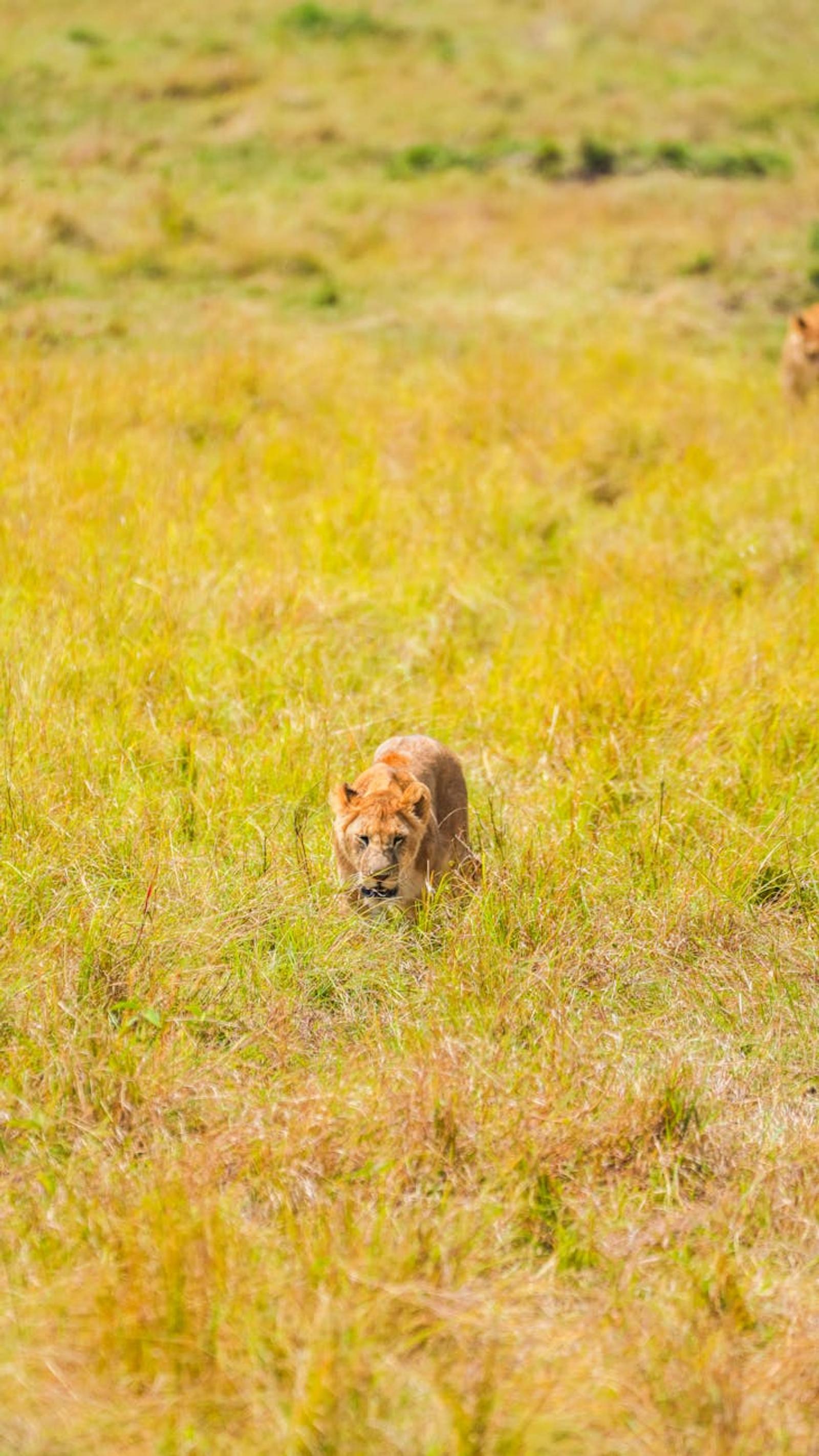 Lion prowling low through tall golden savanna grass