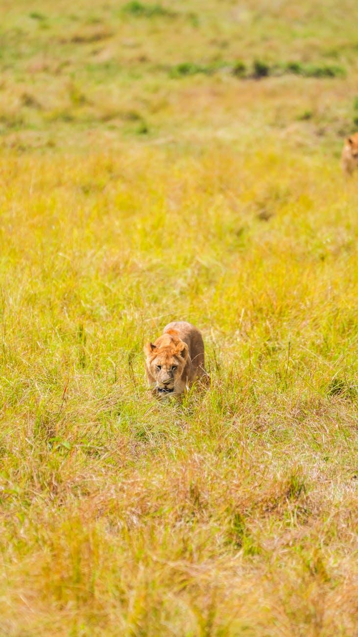 Lion prowling low through tall golden savanna grass