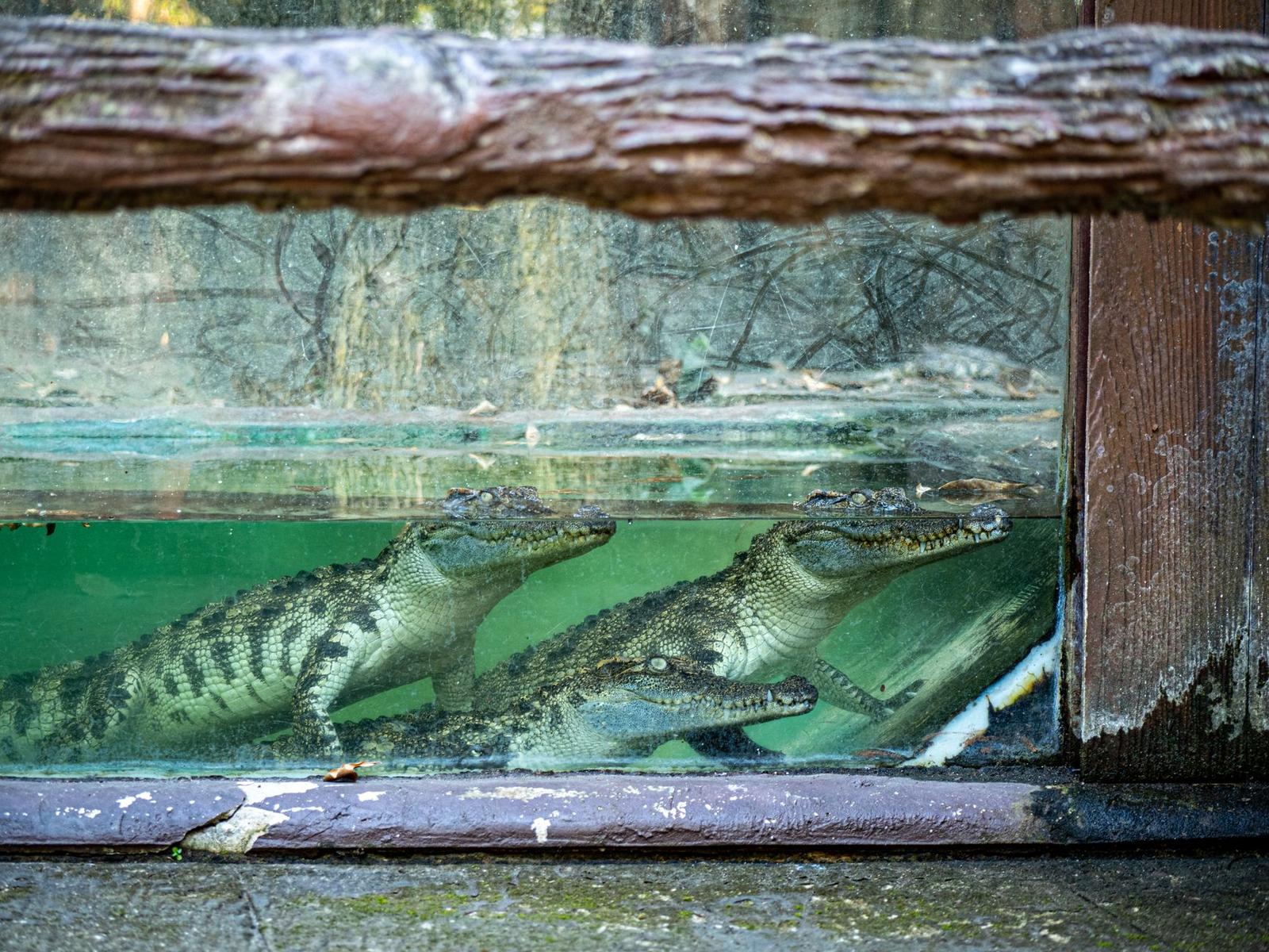 Crocodiles — Langkawi, Malaysia