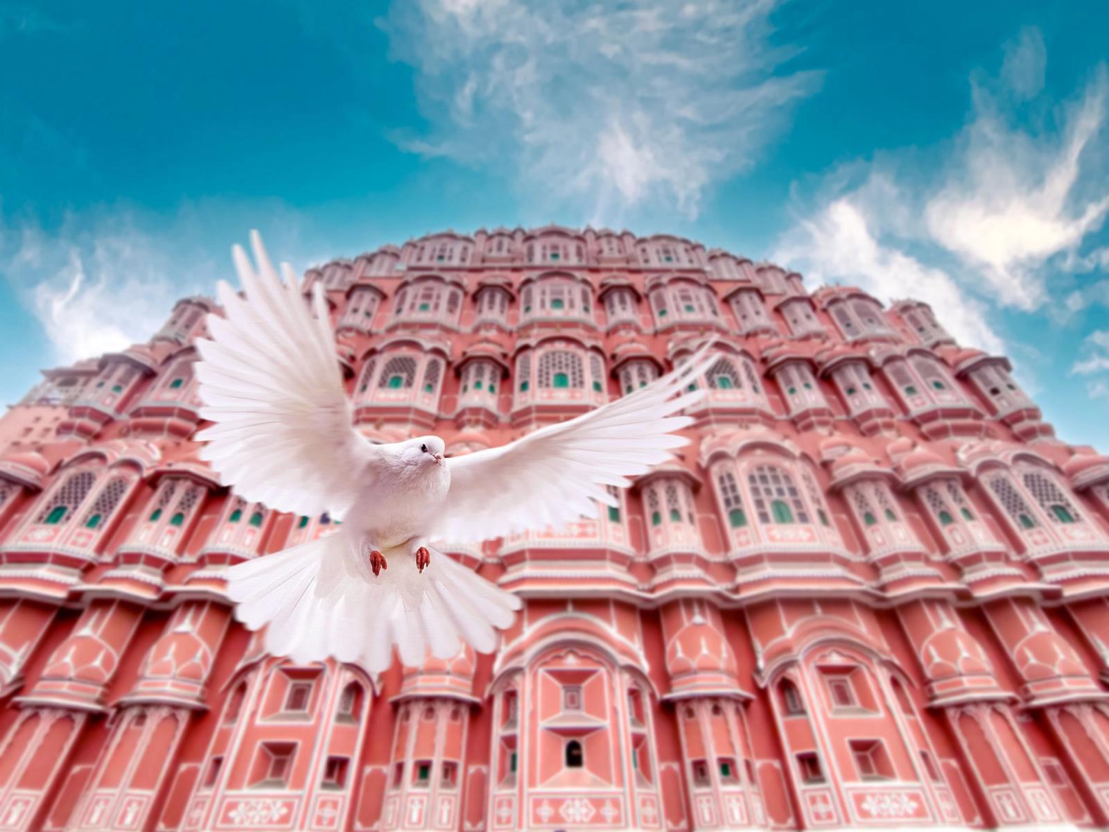 A white dove gracefully flying in front of the iconic Hawa Mahal in Jaipur, India