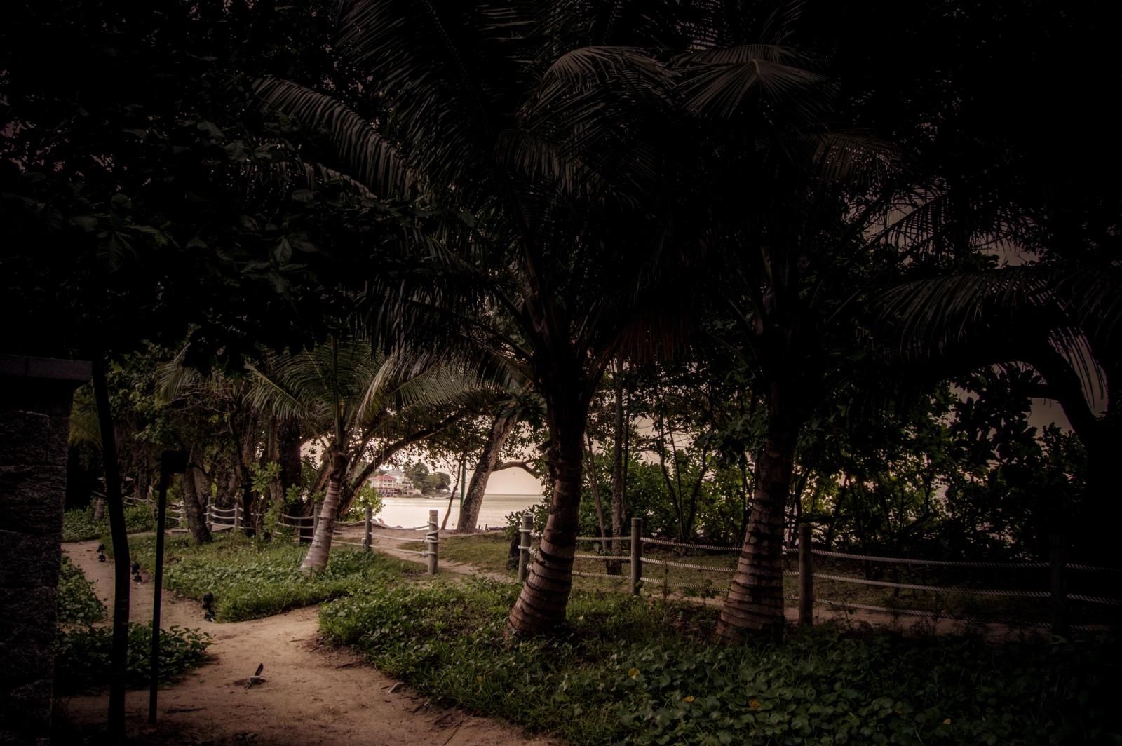 A tranquil pathway meanders through lush palm trees leading to the beach in Beau Vallon, Seychelles