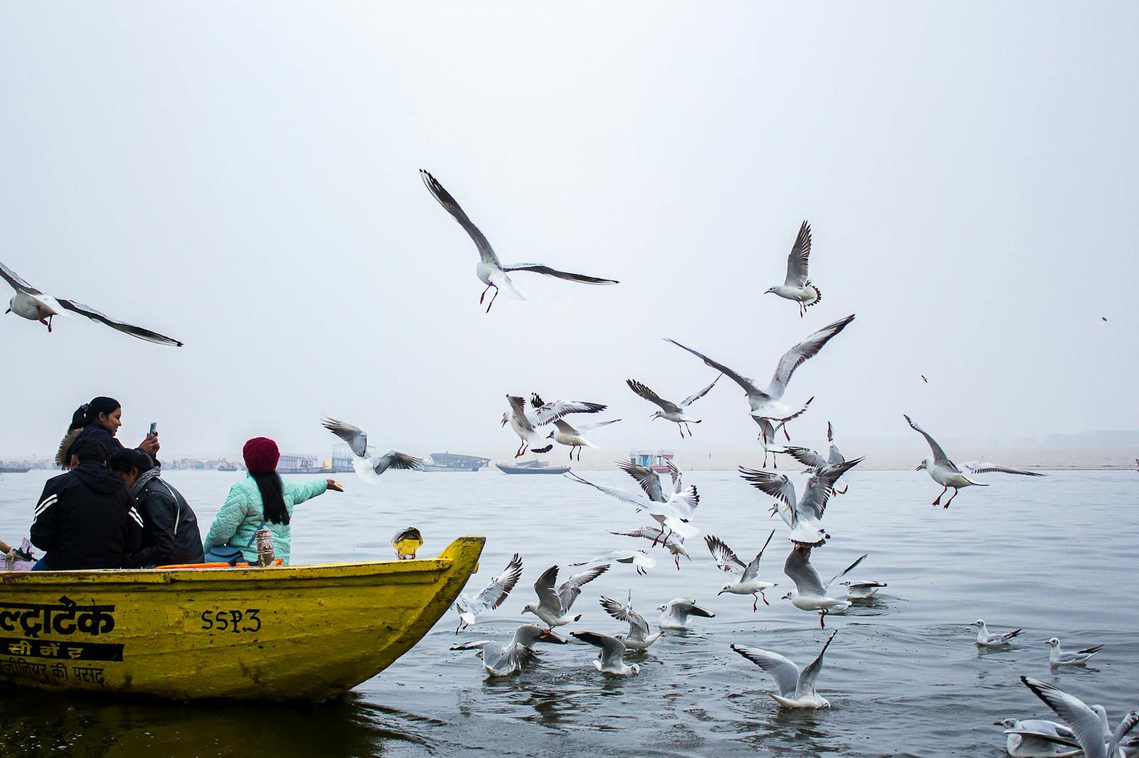 Passengers on a yellow river boat surrounded by a flock of gulls in flight