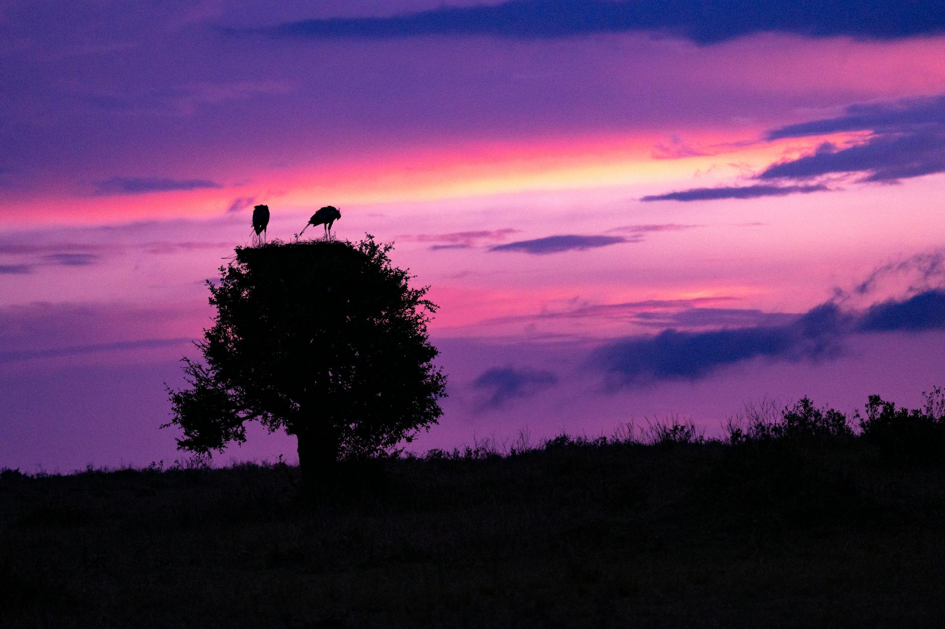 Discover Kenya: Amboseli + Nairobi + Masai Mara