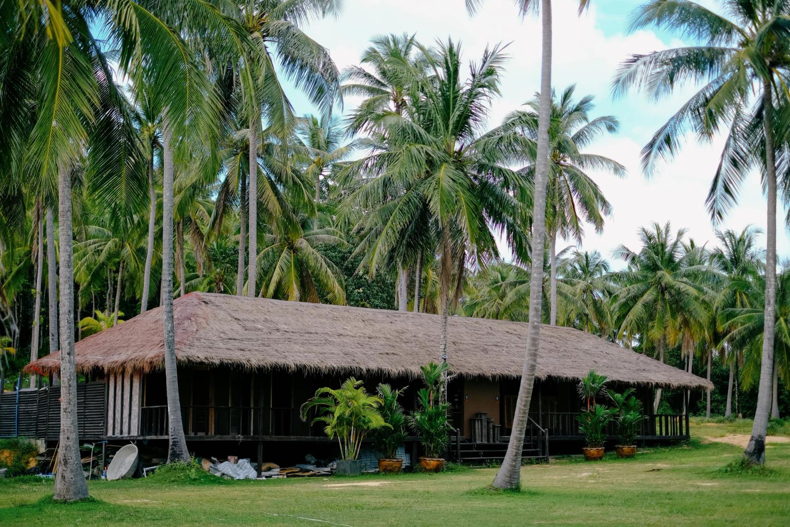 A serene tropical scene with a thatched-roof house surrounded by lush palm trees in Phuket, Thailand