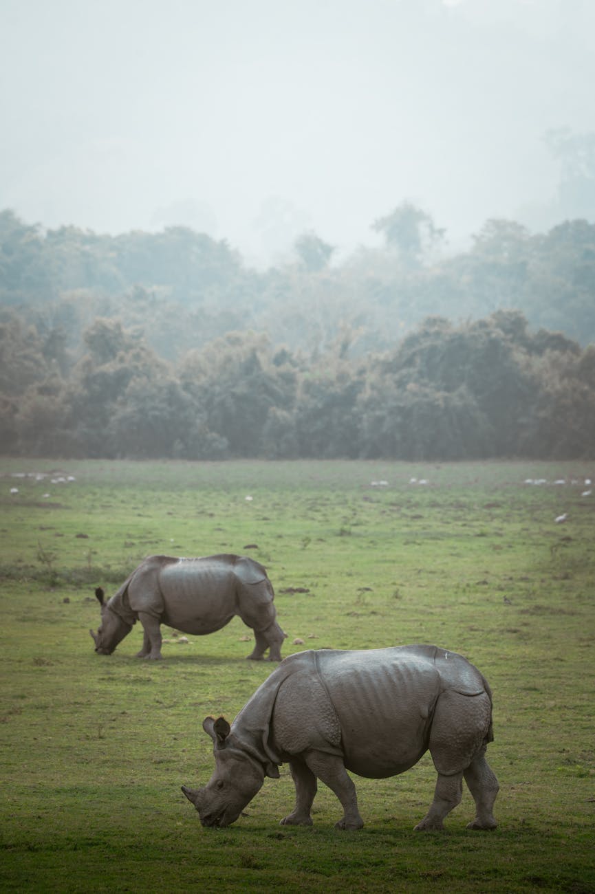 Shillong Kaziranga National Park — North East India, India