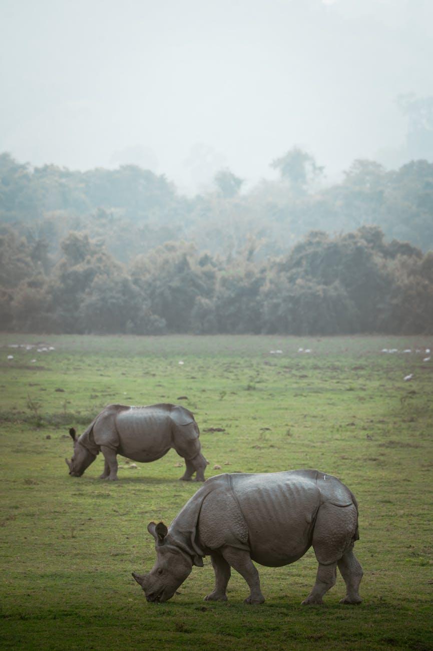 Shillong Kaziranga National Park — North East India, India