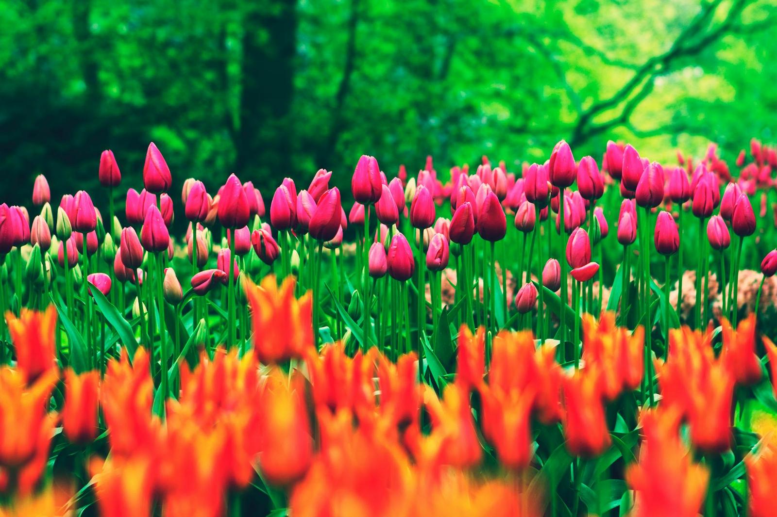 Keukenhof — Amsterdam, Switzerland