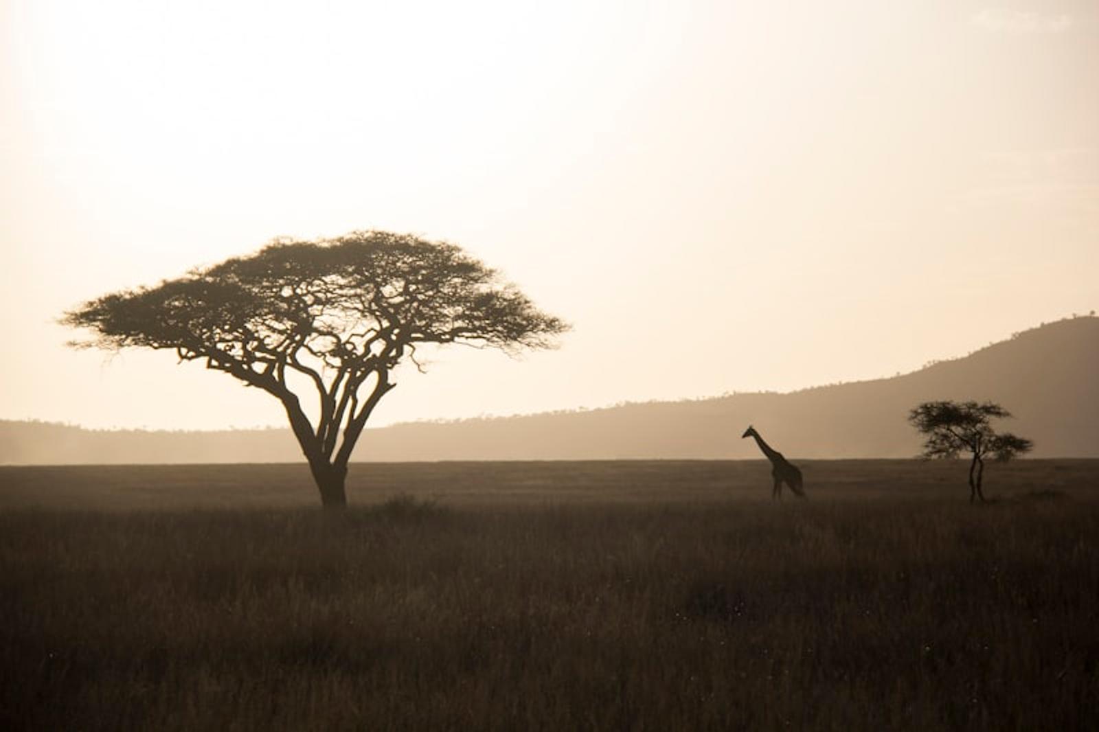 Tarangire elephant Tanzania