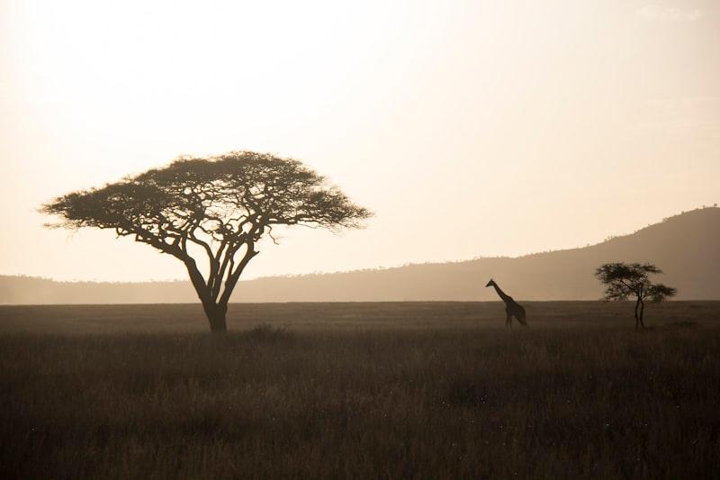 Tarangire elephant Tanzania