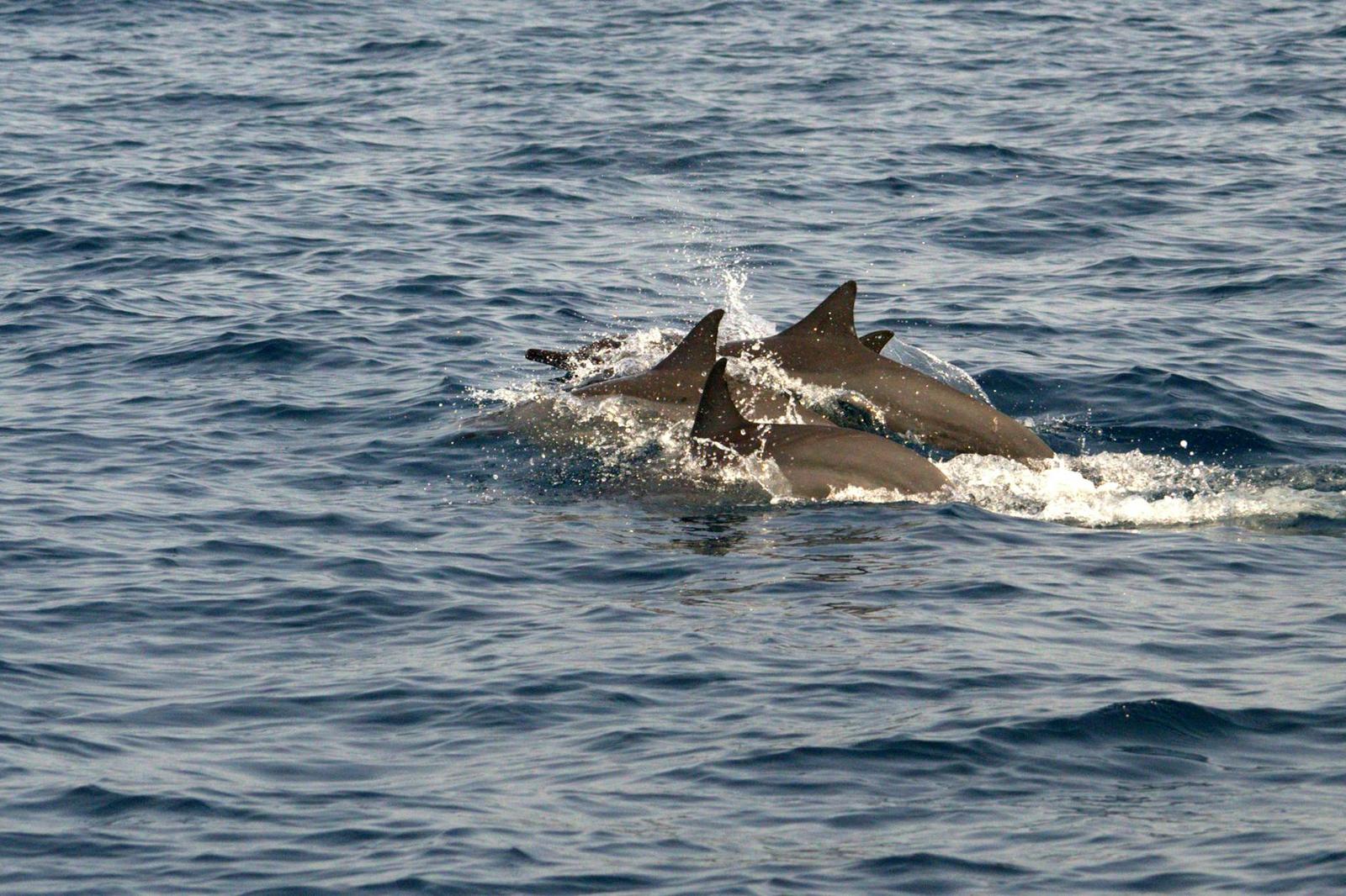 Dolphin Watching Muscat — Oman