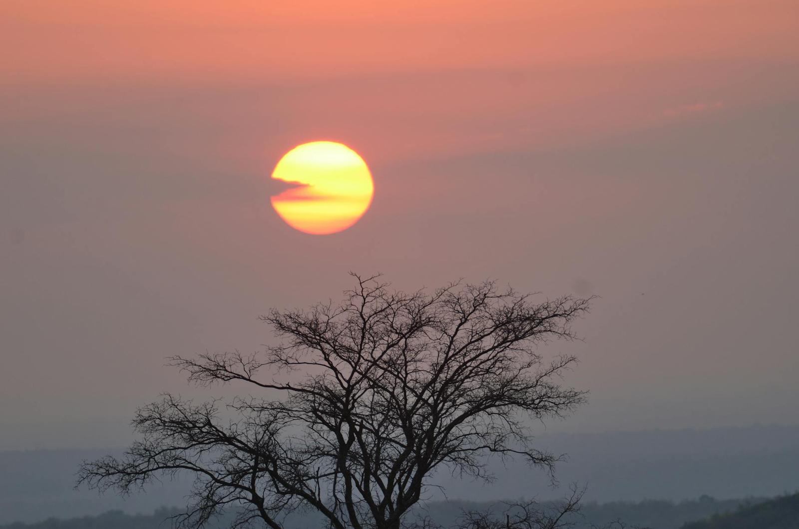 The sun sets behind a bare acacia tree over a hazy savannah