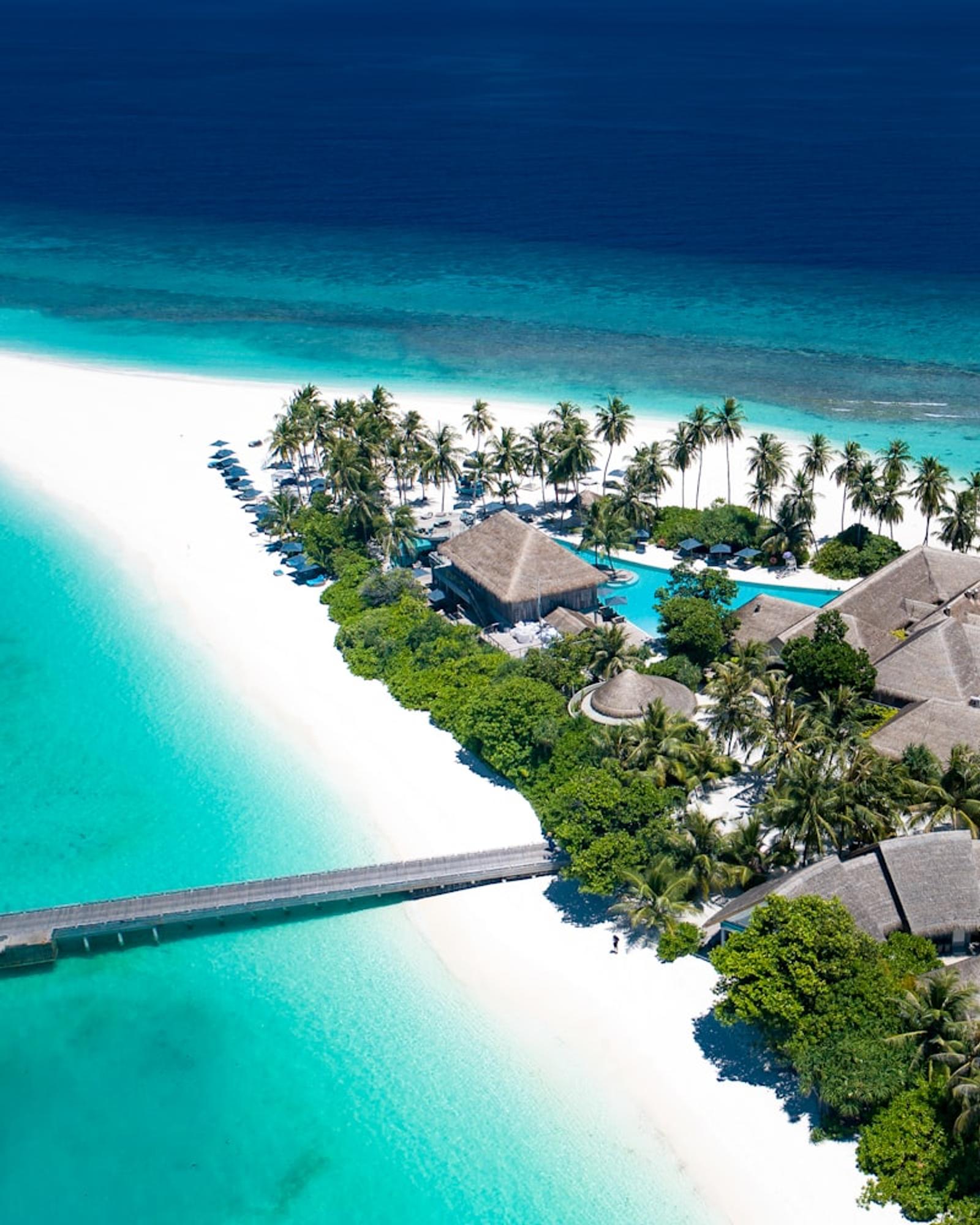 Maldives palm trees