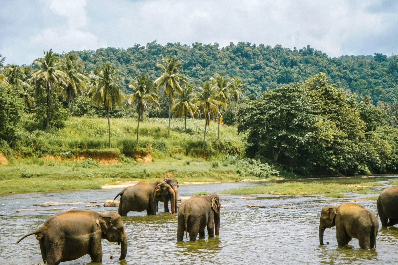 A group of elephants bathing in a river at Kandy, Sri Lanka, amidst lush greenery