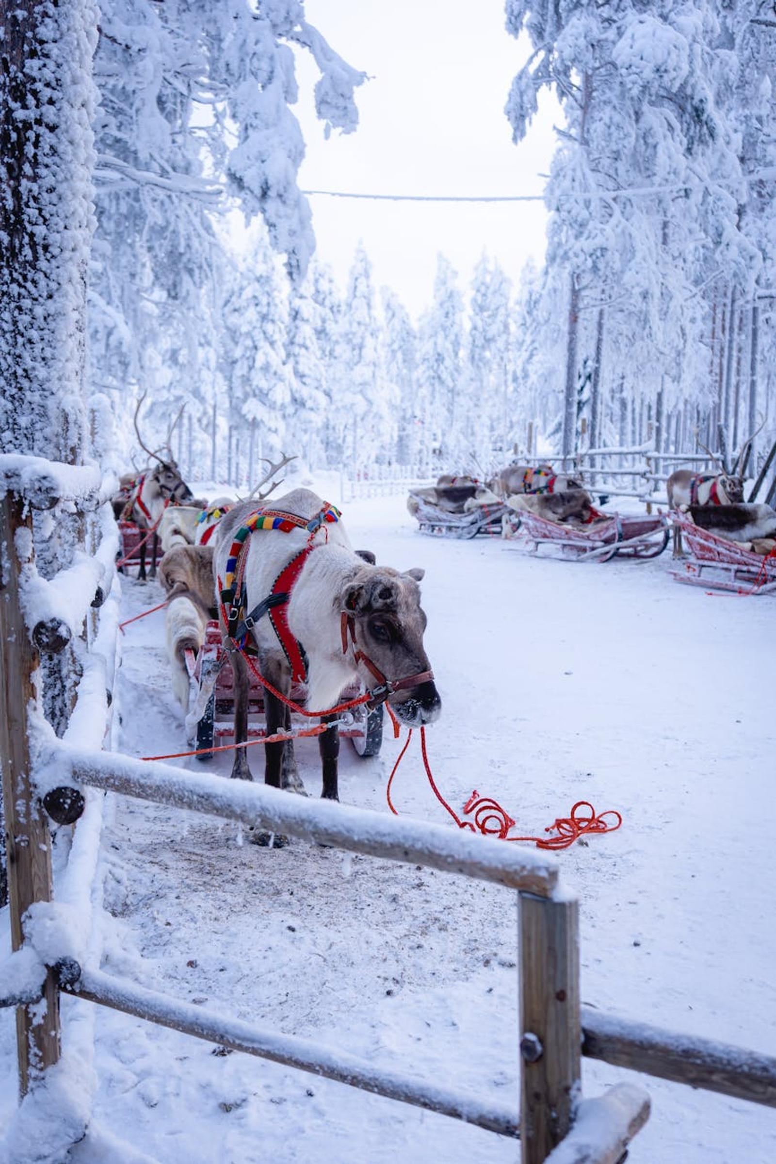 Reindeer Husky safari — Finland
