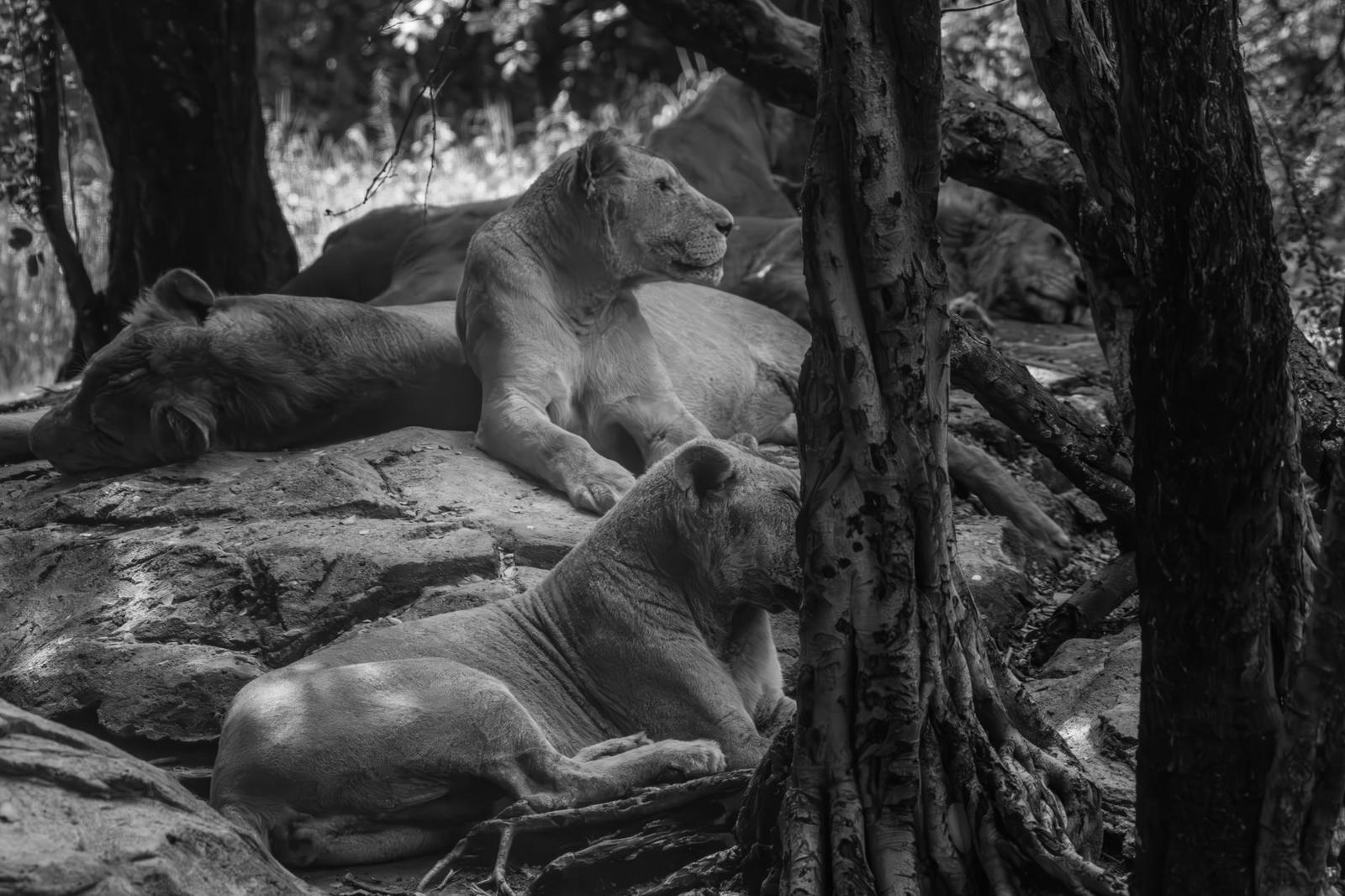 Black and white image of lionesses resting amidst trees and rocks in Bangkok, Thailand