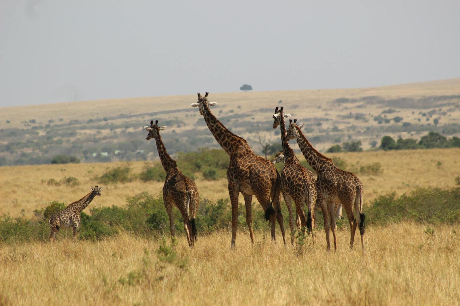 Masai Mara on day 1, Kenya