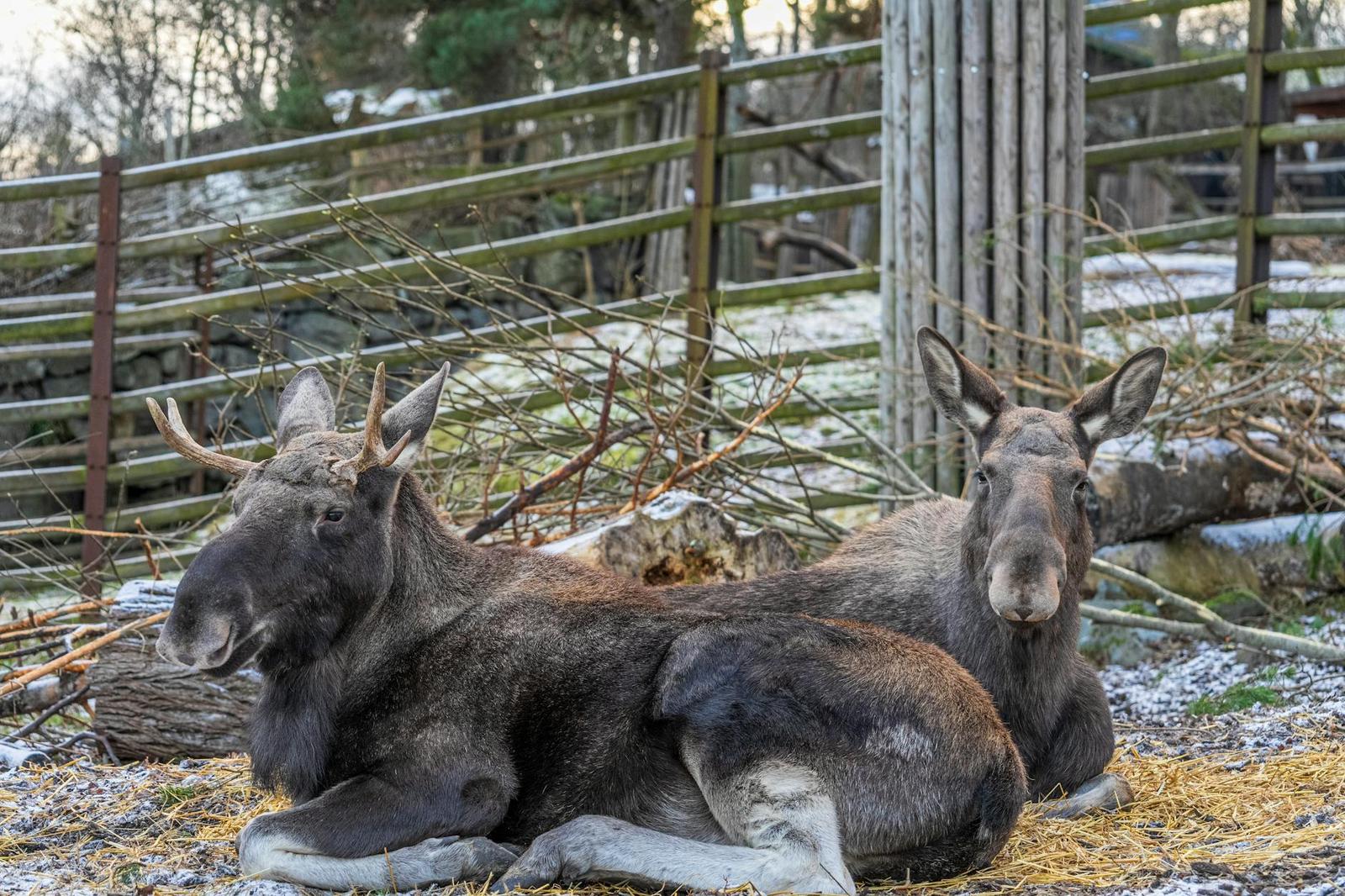 Visit To Ranua Zoo on day 5, Finland + Norway