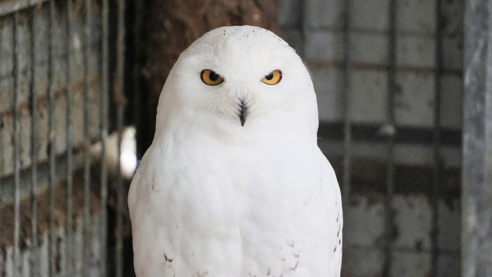 Snowy owls — Rovaniemi, Finland