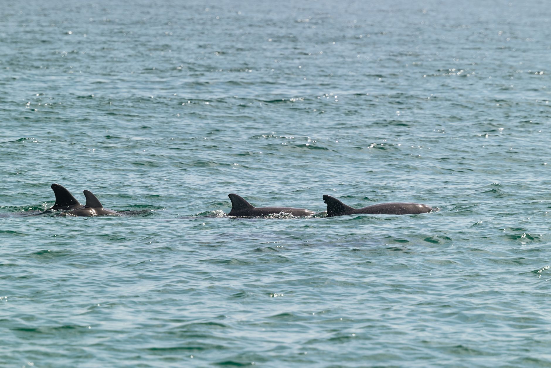 Dolphins — Muscat, Oman