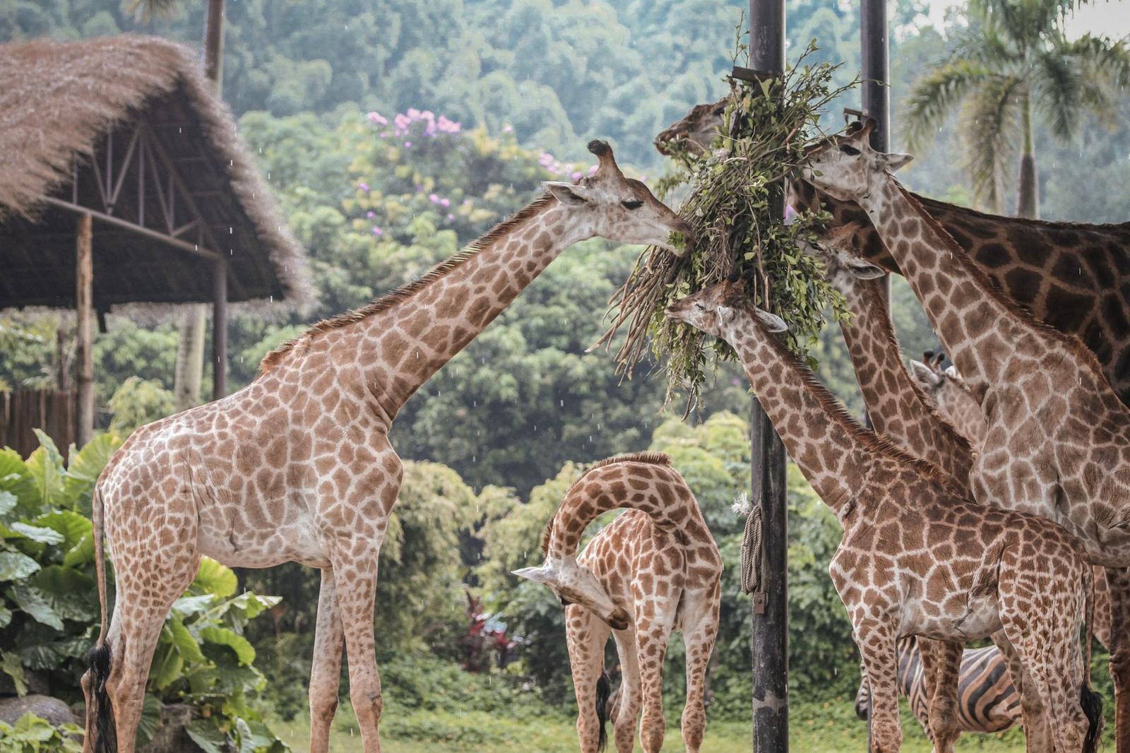 A group of giraffes feeding together in a vibrant, leafy outdoor setting