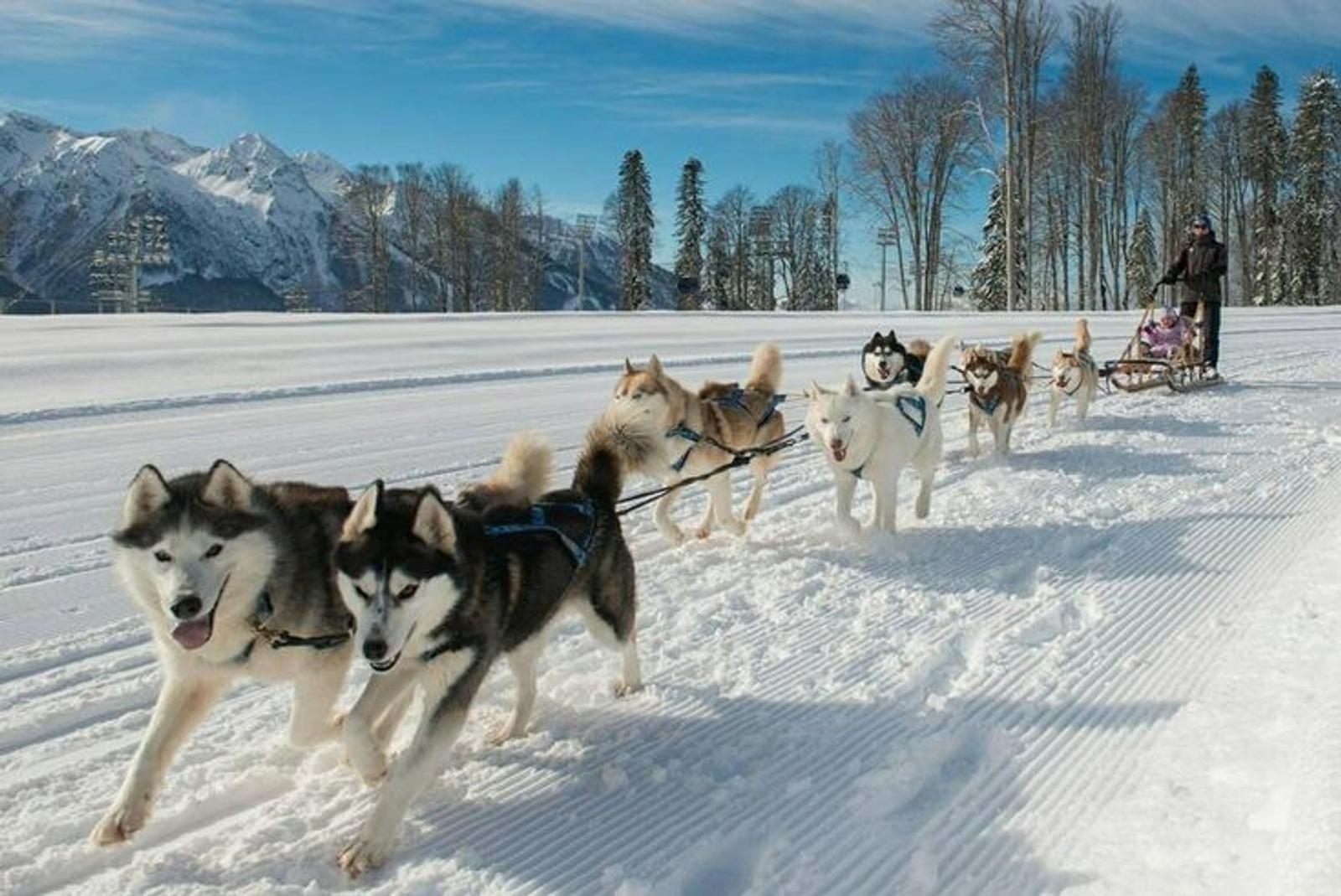 Husky-sled safari