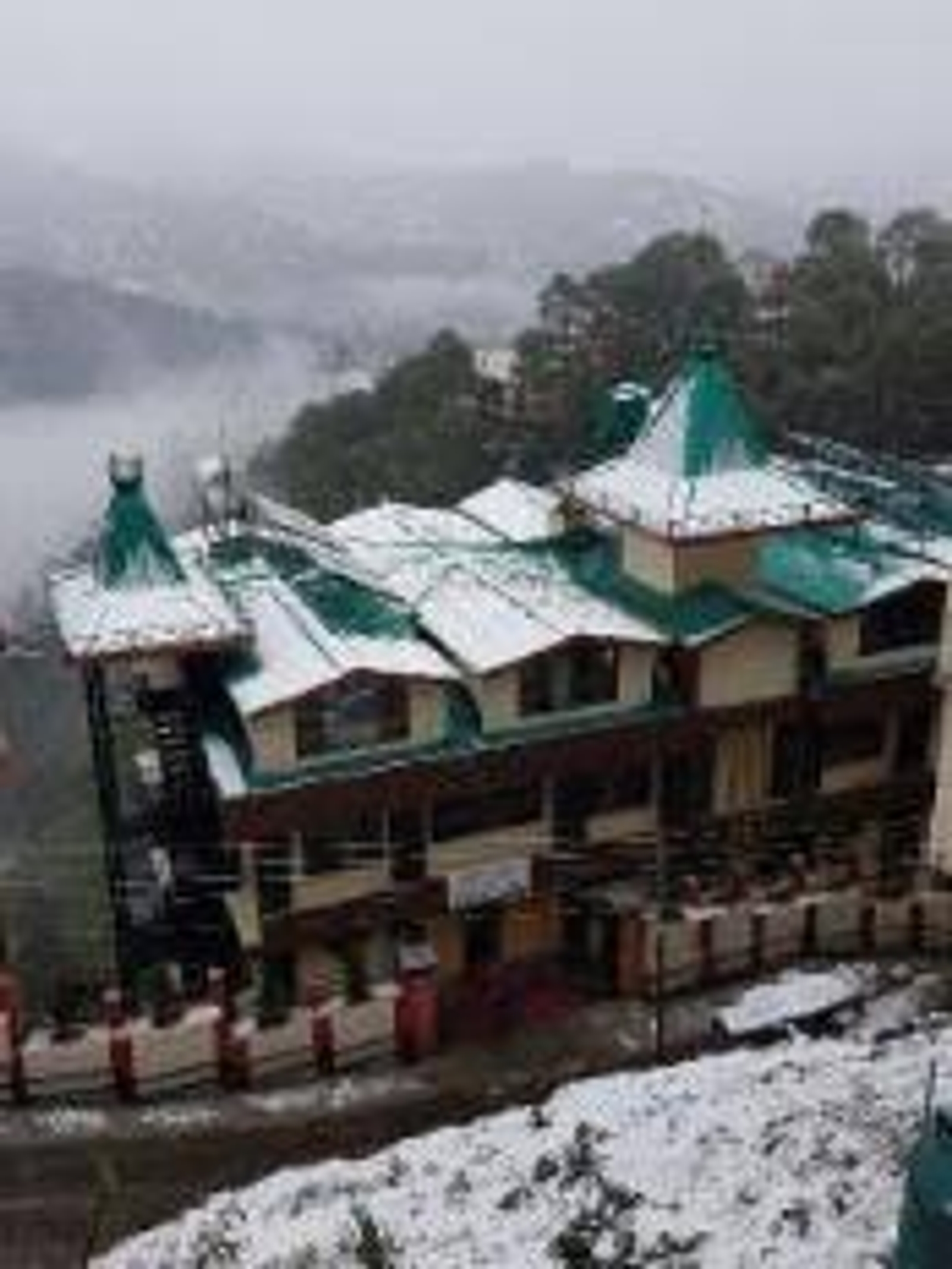 Snow Lotus, Shimla