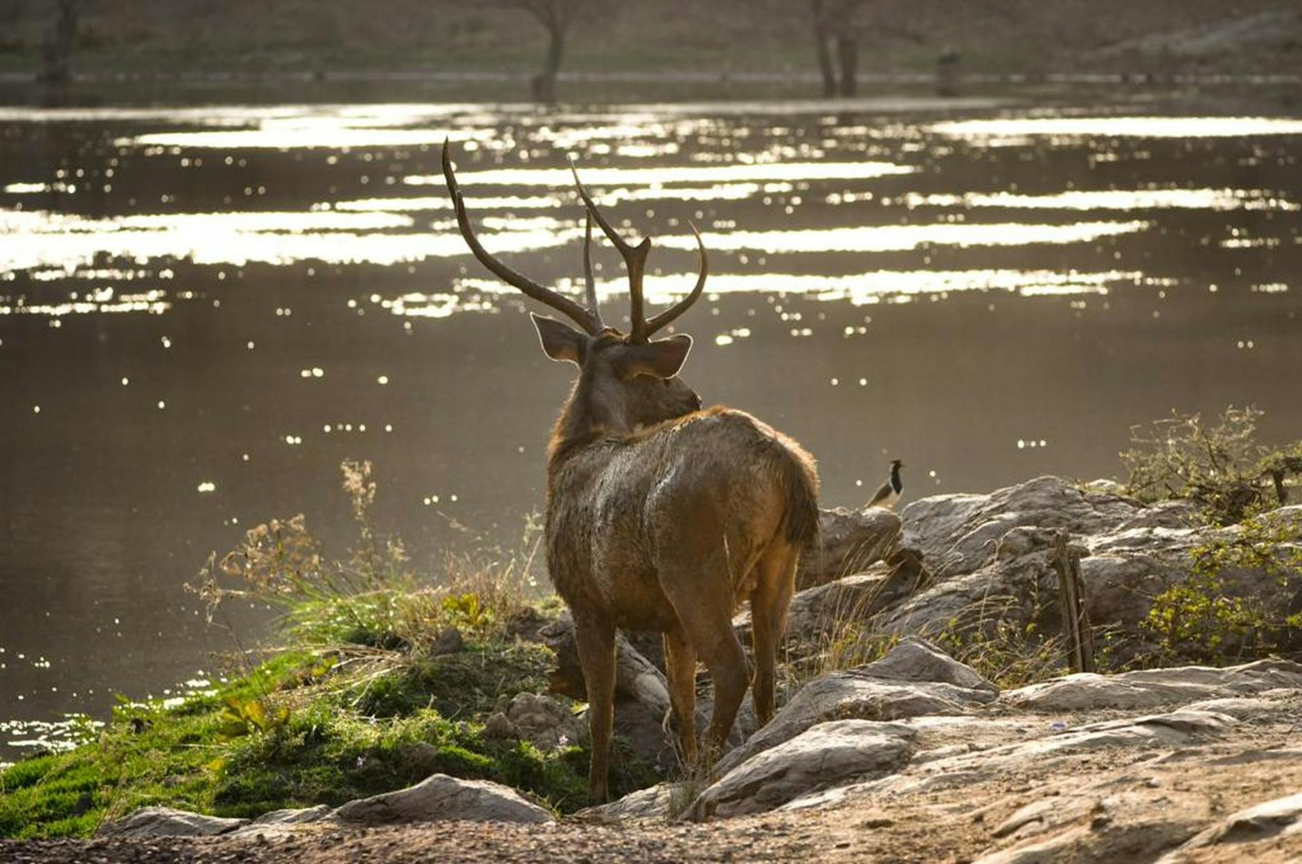 Ranthambore on day 3, India