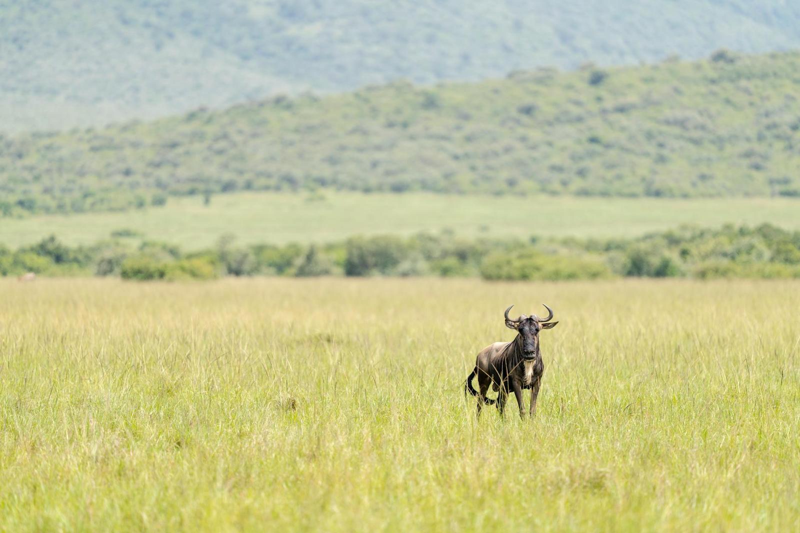 A lone wildebeest stands in the expansive green savannah of Narok, Kenya