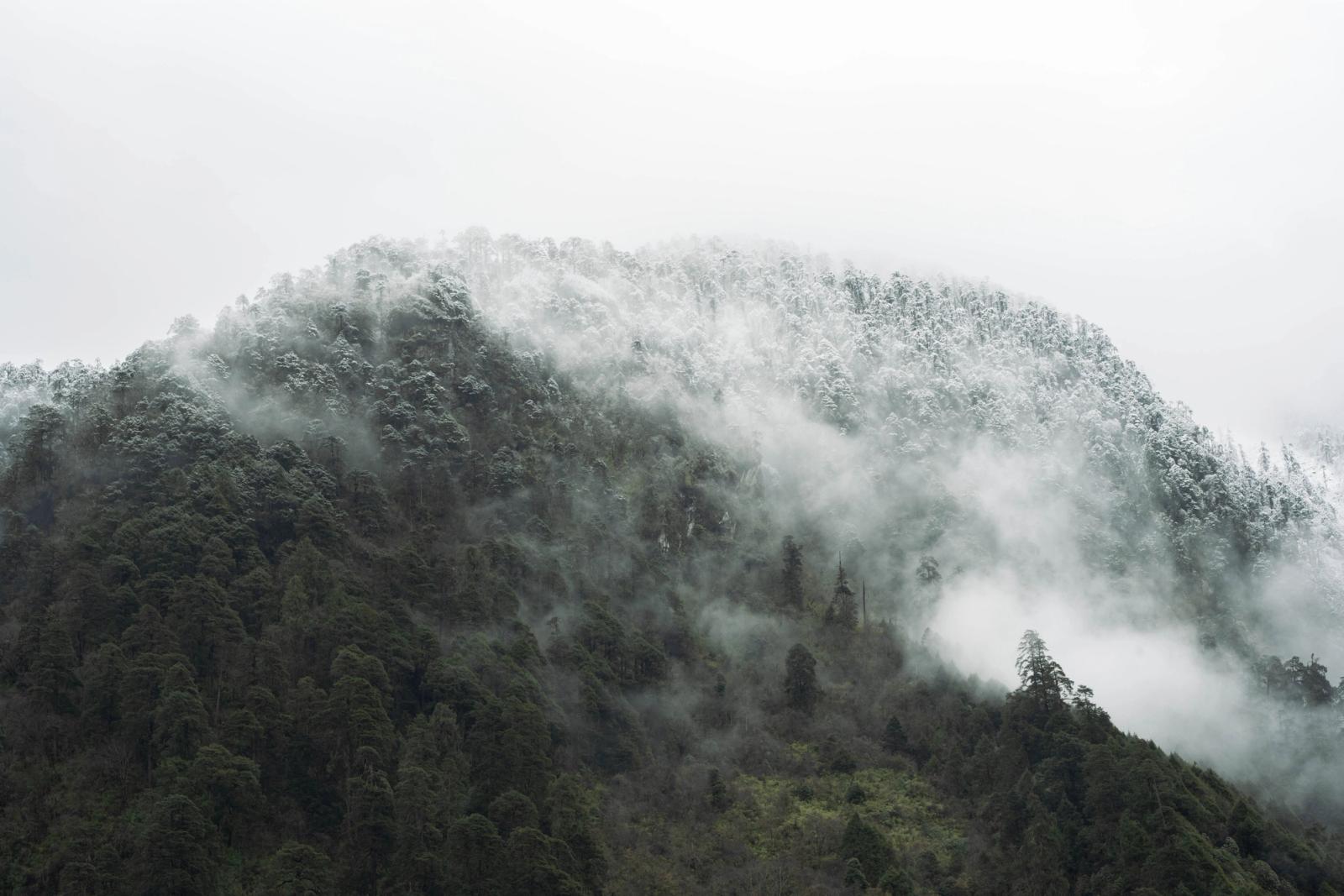 Snow-covered forested mountain shrouded in mist at Yumthang, Sikkim, India