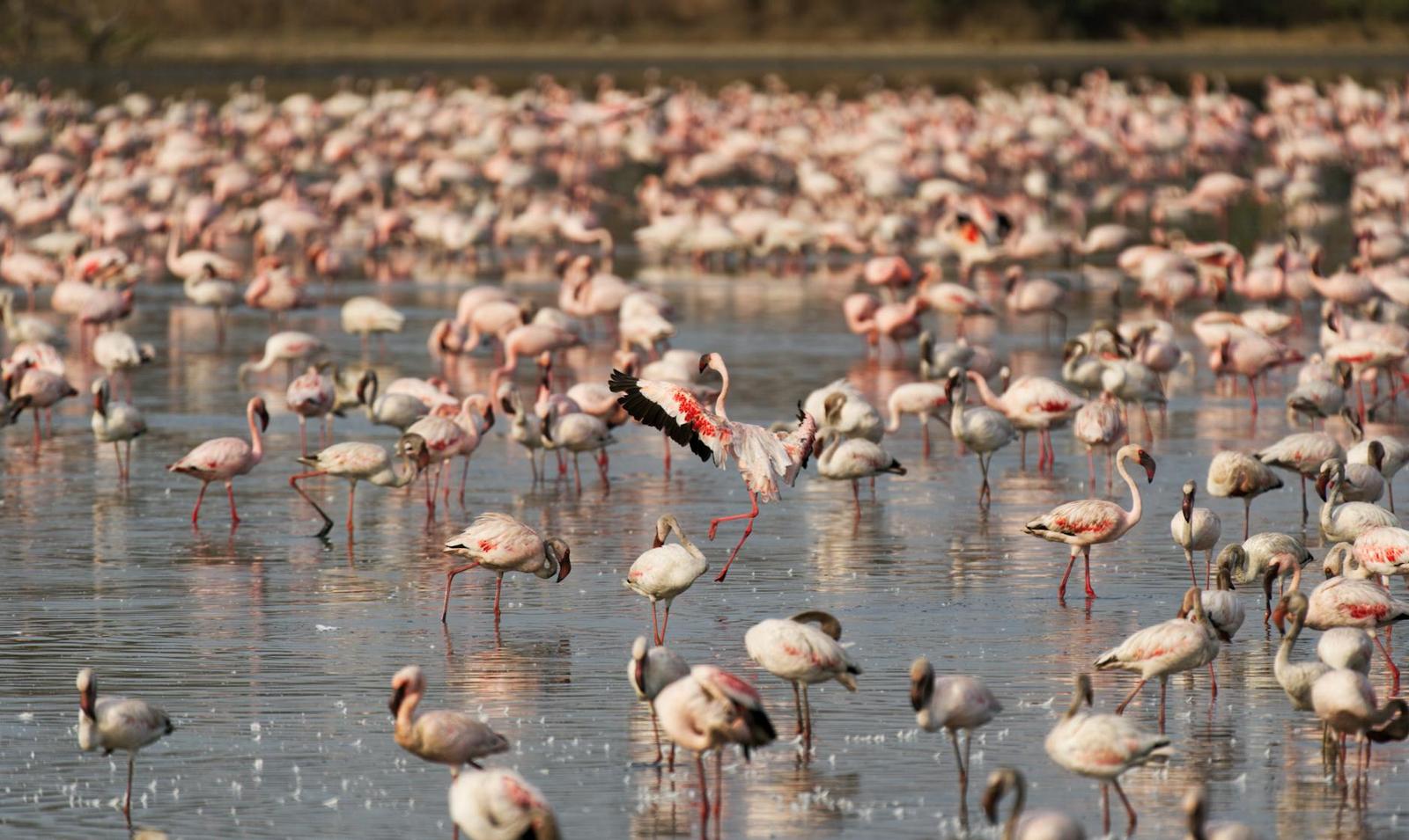 Vast flock of pink flamingos standing in shallow lake water