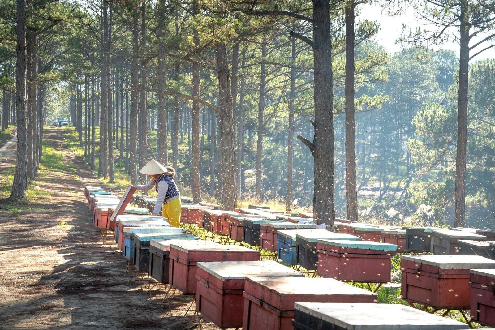 Bee Farm & Sunset Town, Vietnam