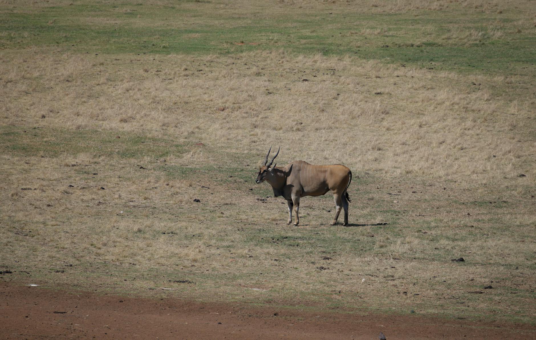 Aberdare, Kenya