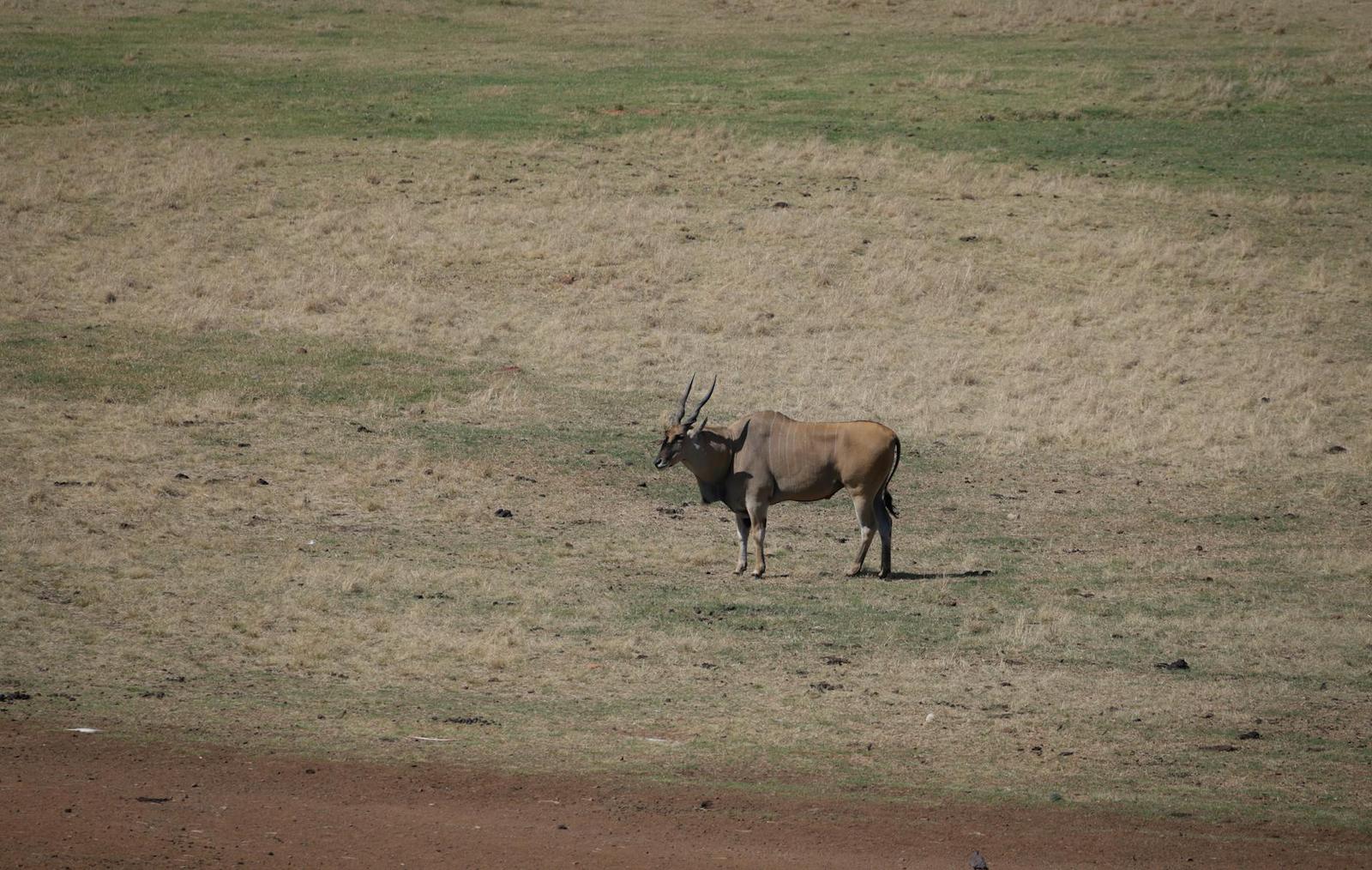 A lone antelope standing in dry open grassland