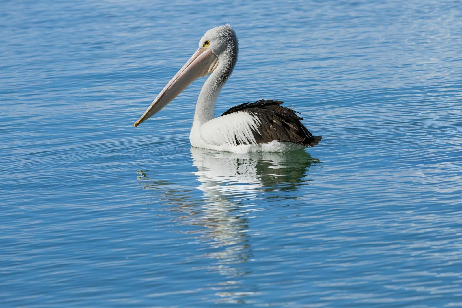 Goldcoast Sea World — Australia