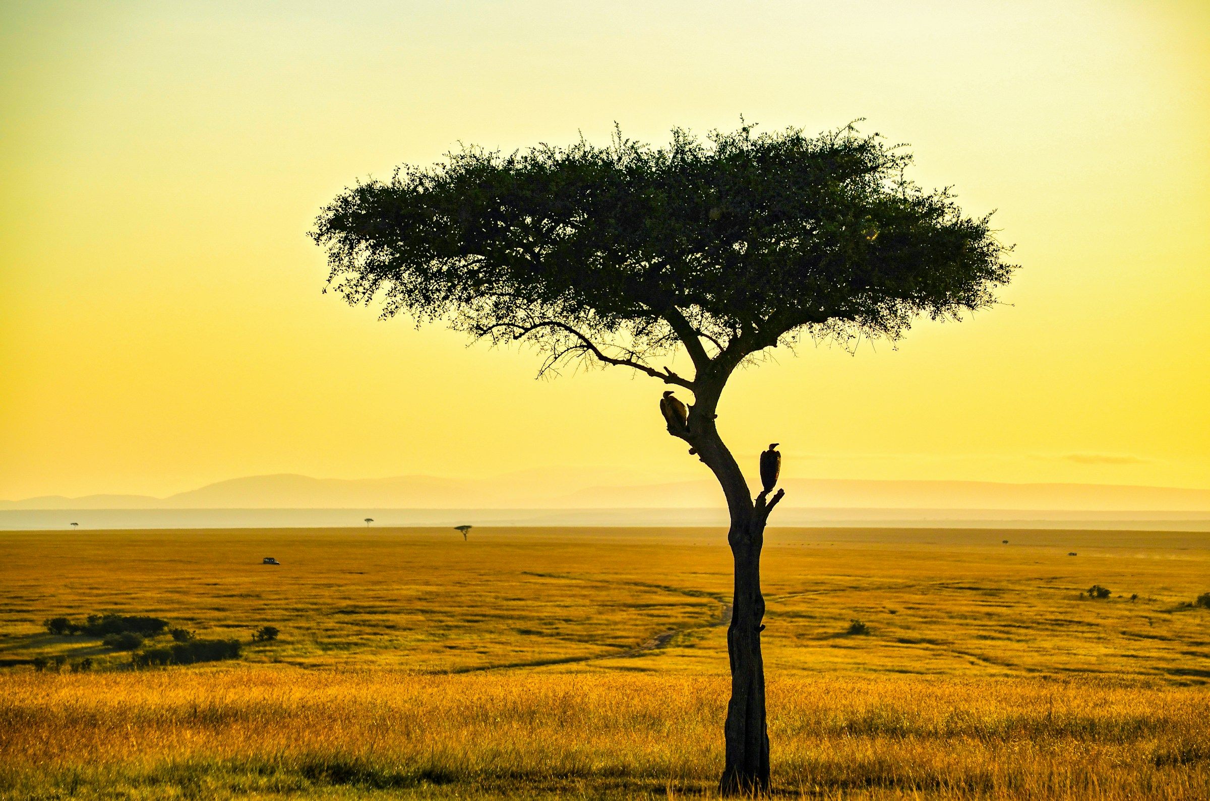 Kenya Wildlife Wonders