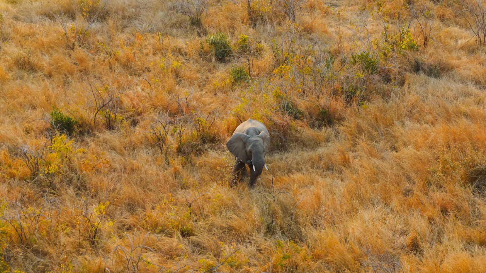 Majestic African elephant grazing in dry South African savannah, captured from above