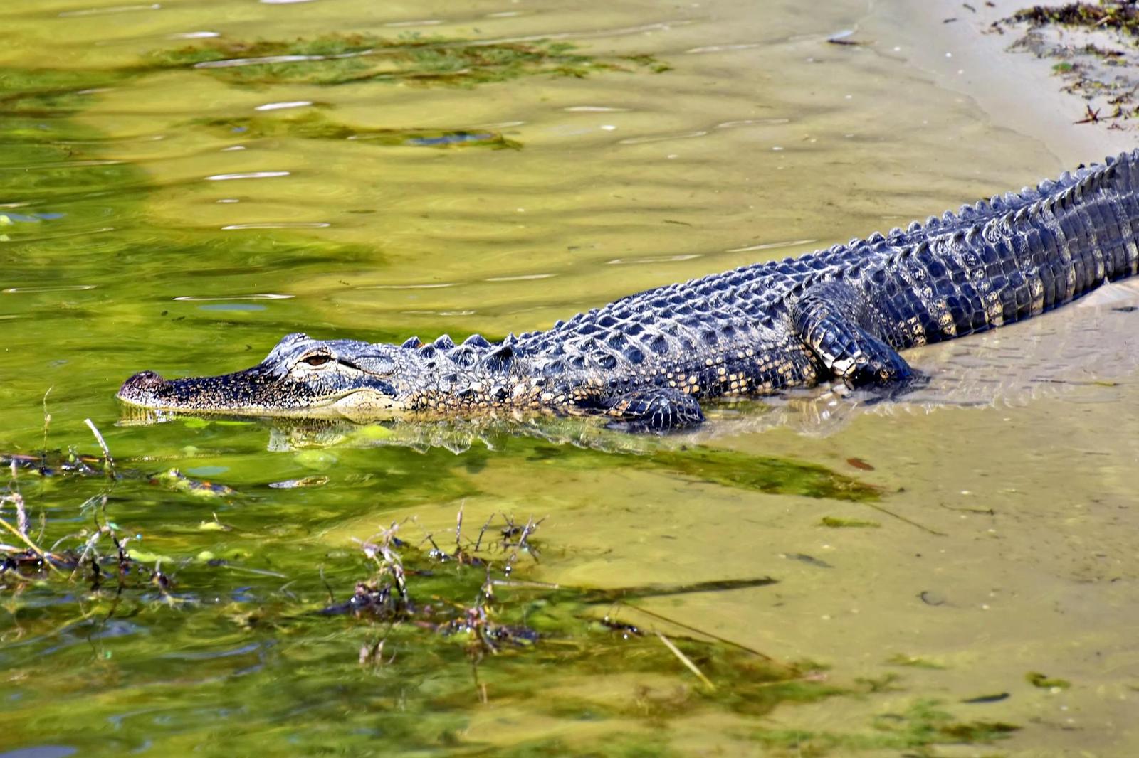 Alligator resting at the water's surface amid algae-covered wetland